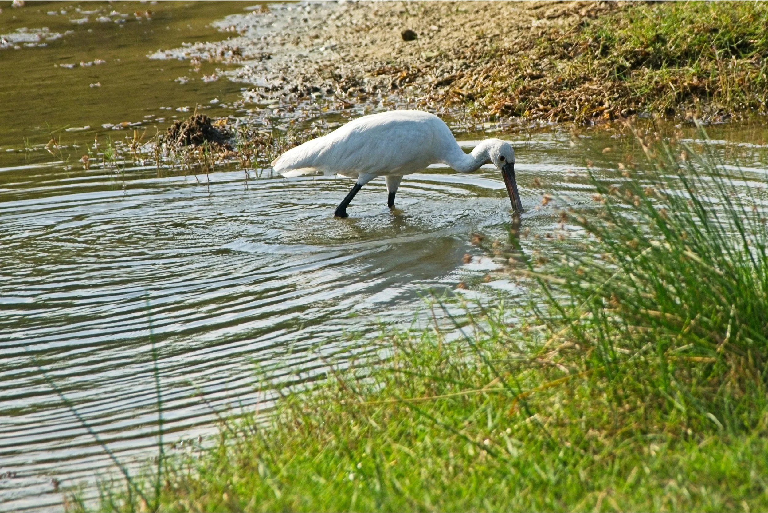 DSC_0313.jpg