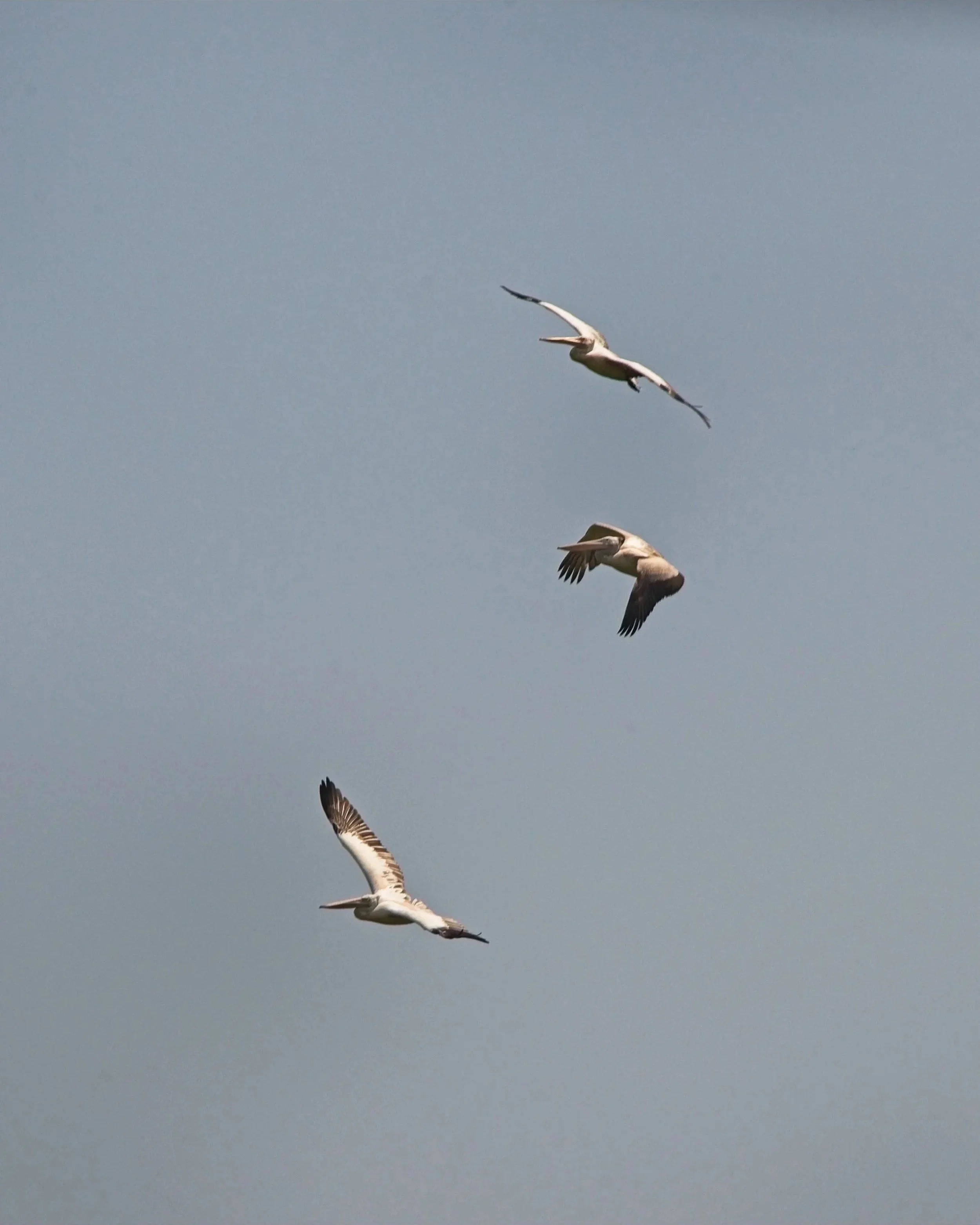 Spot Billed Pelicans