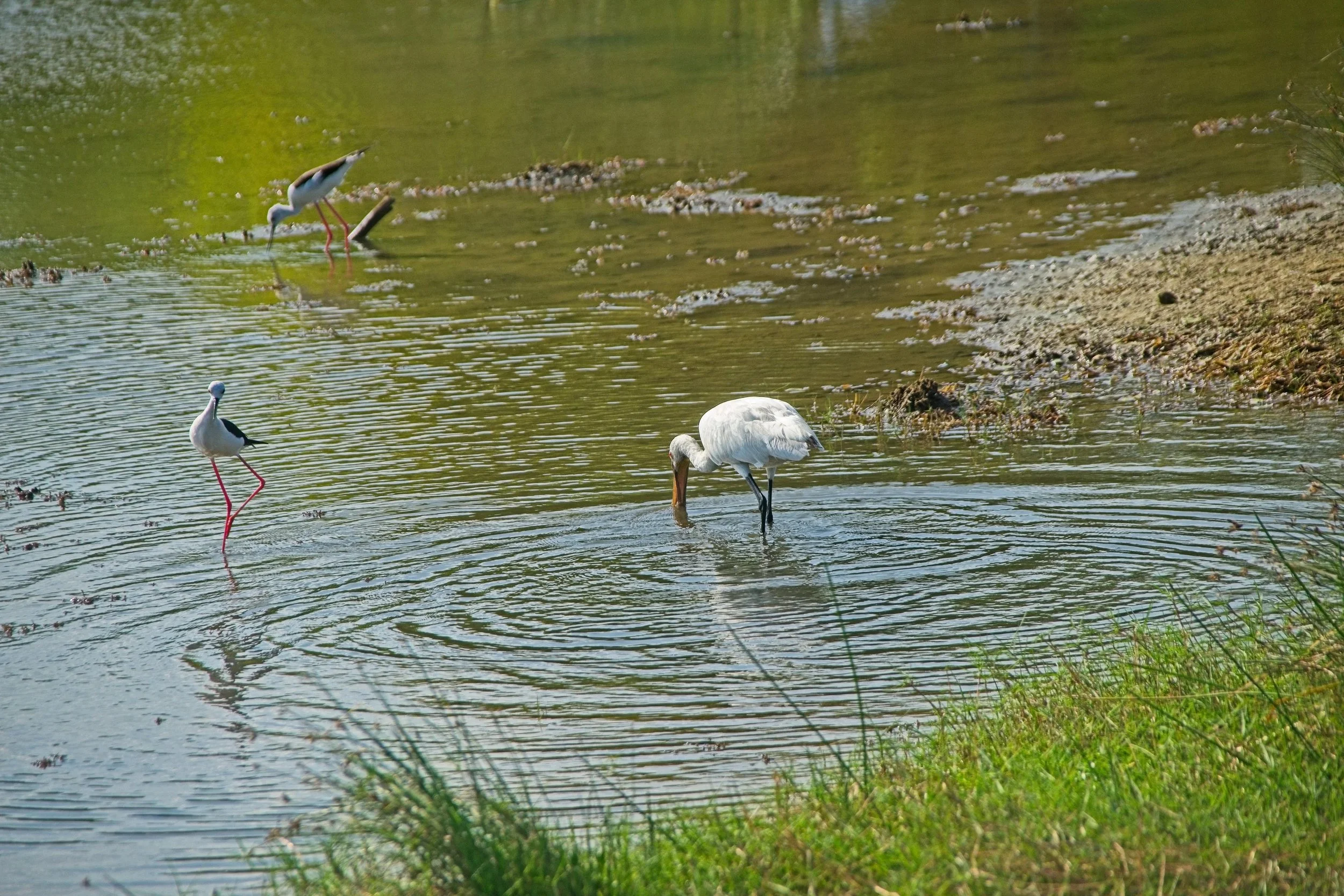 Spoonbill and Redshank