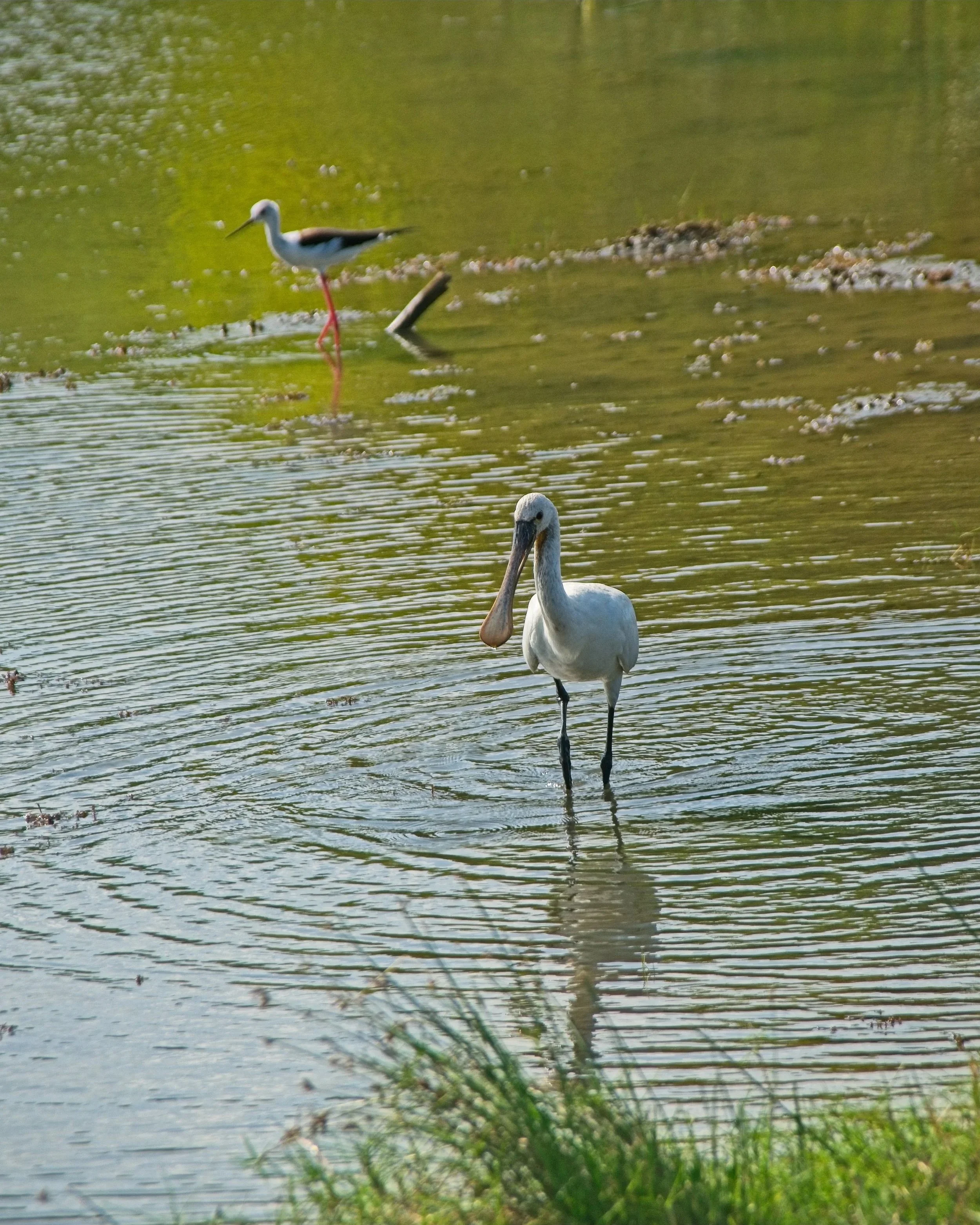 DSC_0318.jpg