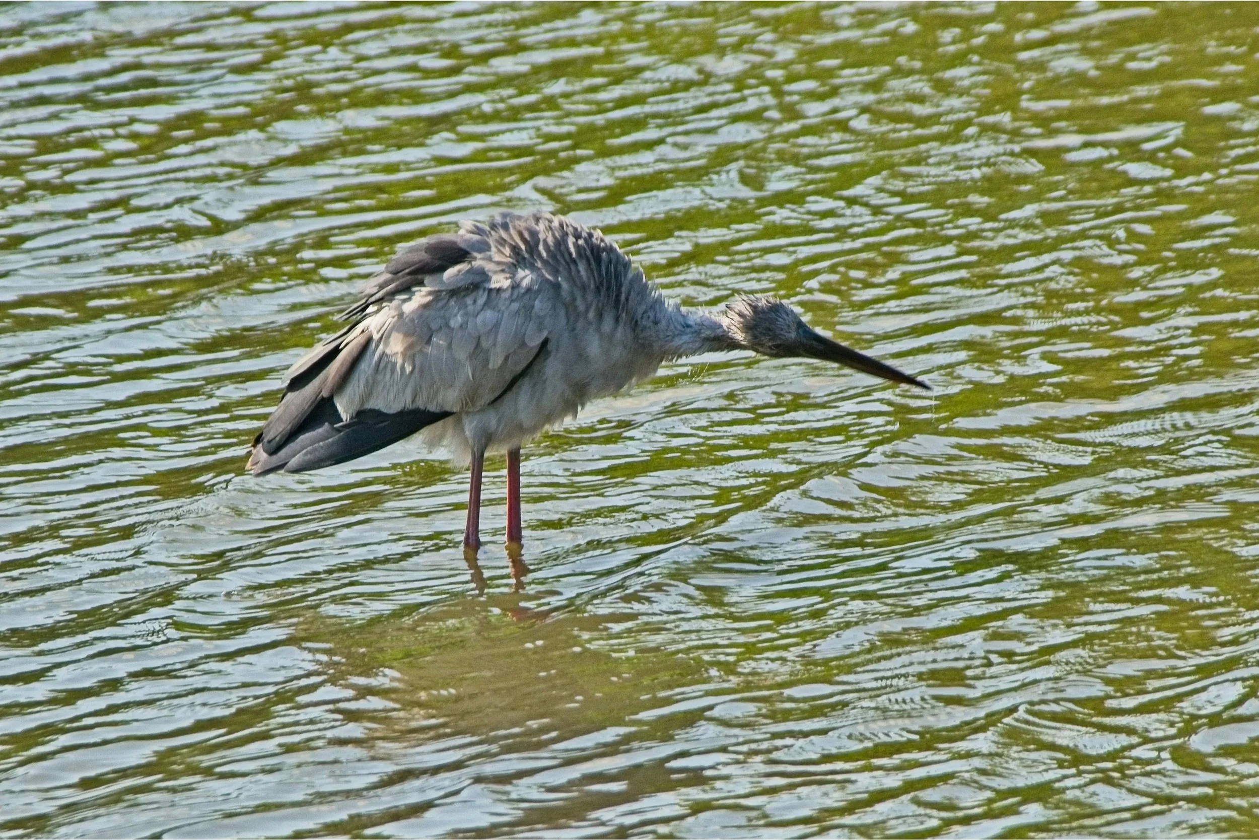 DSC_0332.jpg