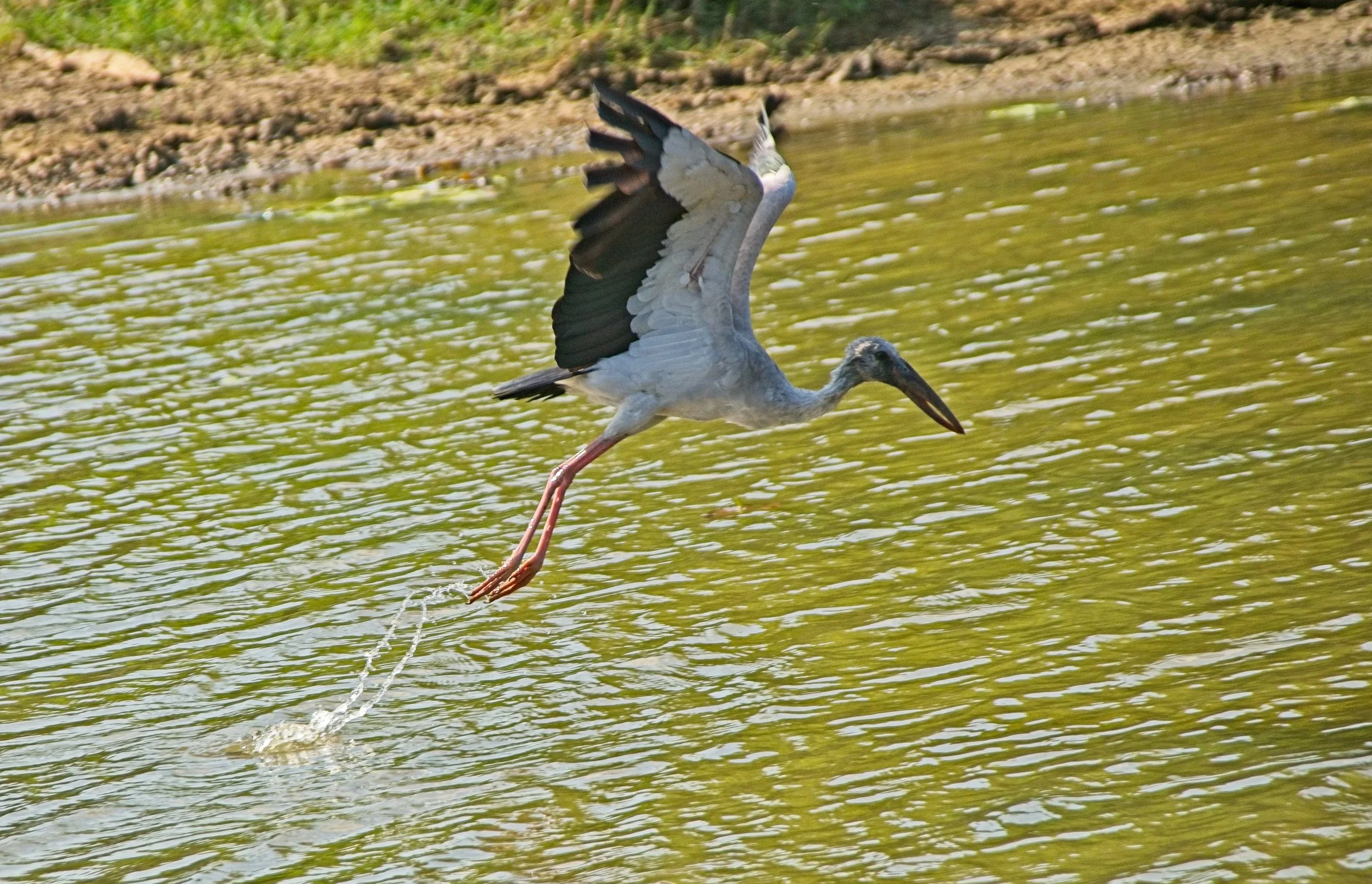 DSC_0333.jpg
