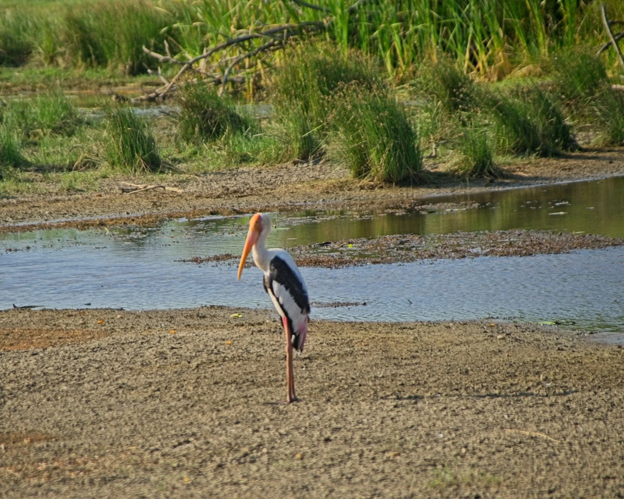 DSC_0349.jpg
