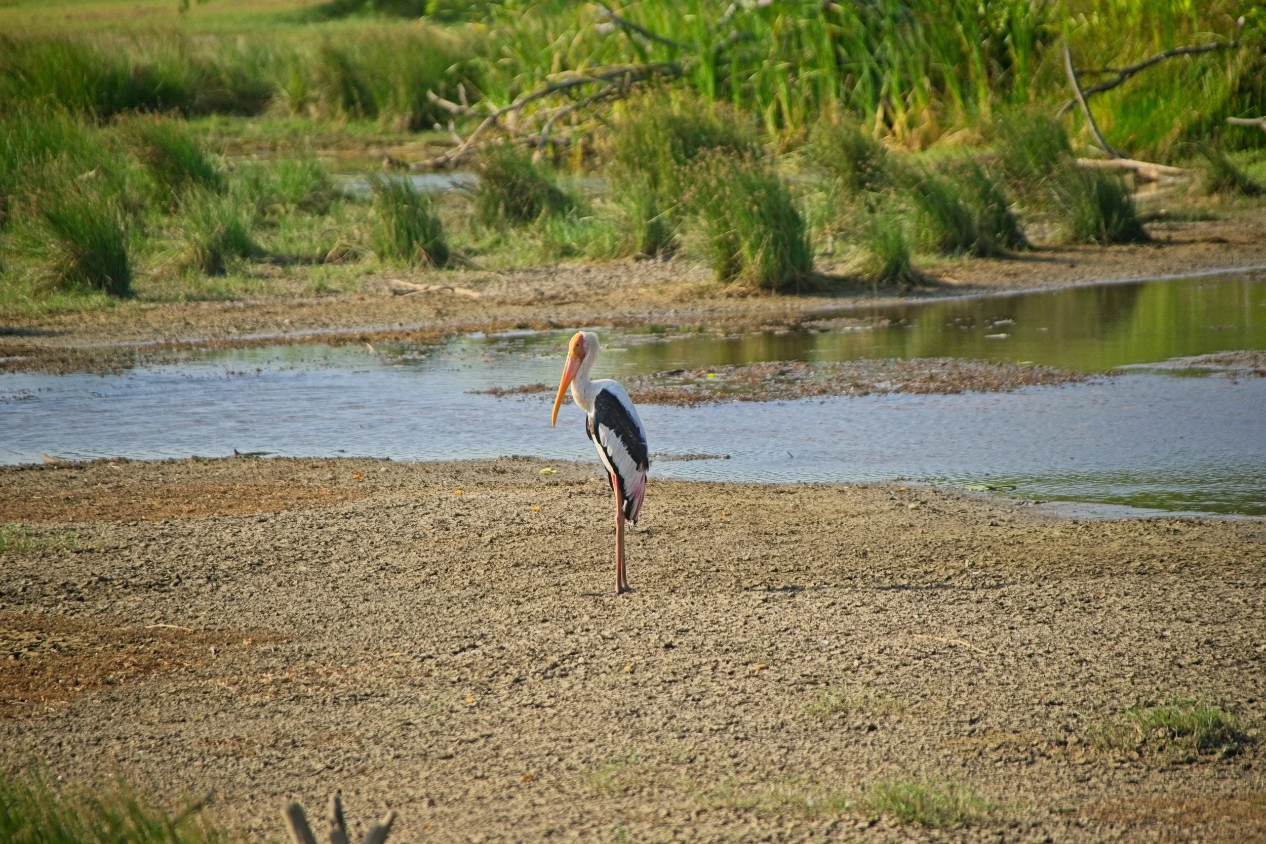 DSC_0350.jpg