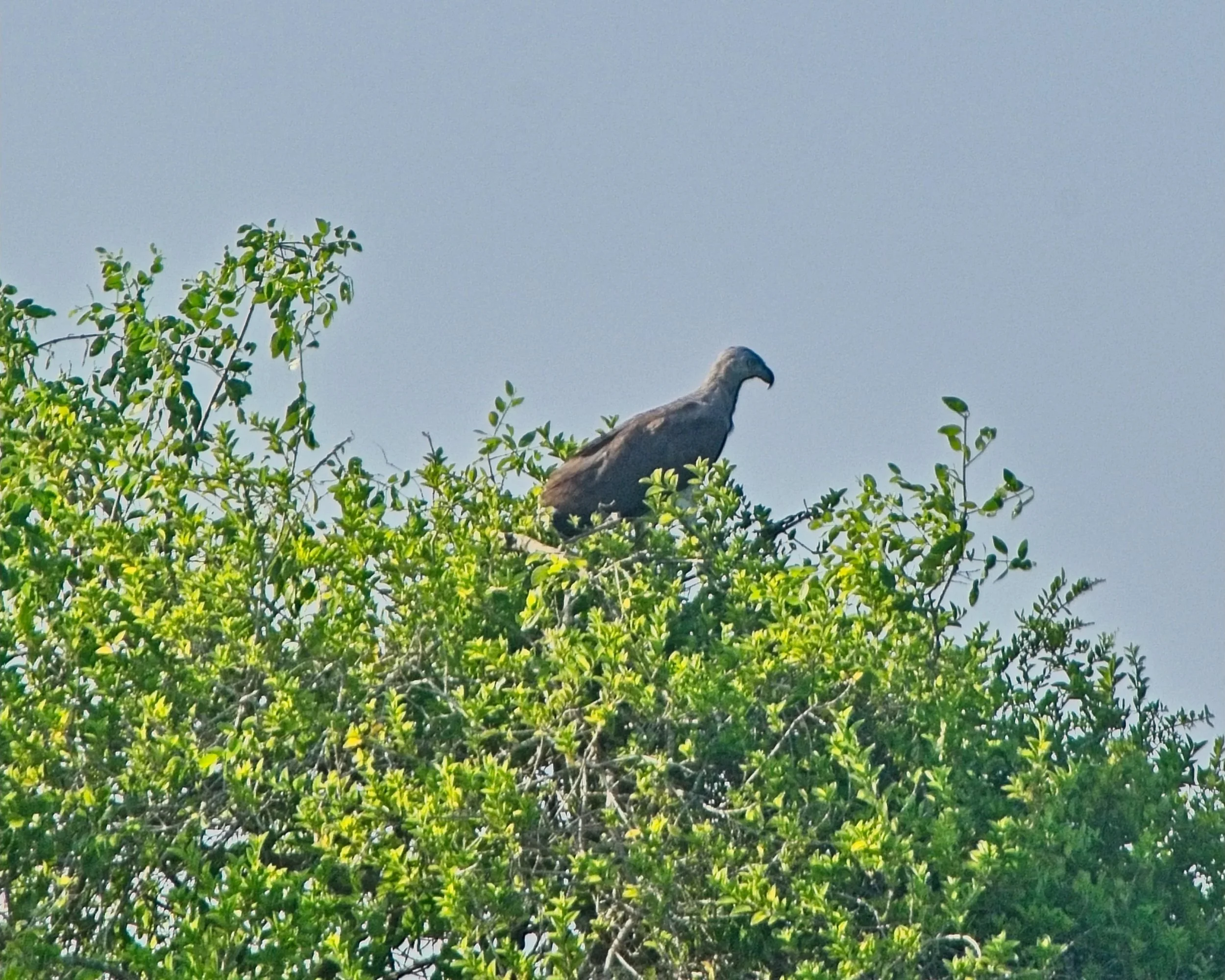 DSC_0368.jpg
