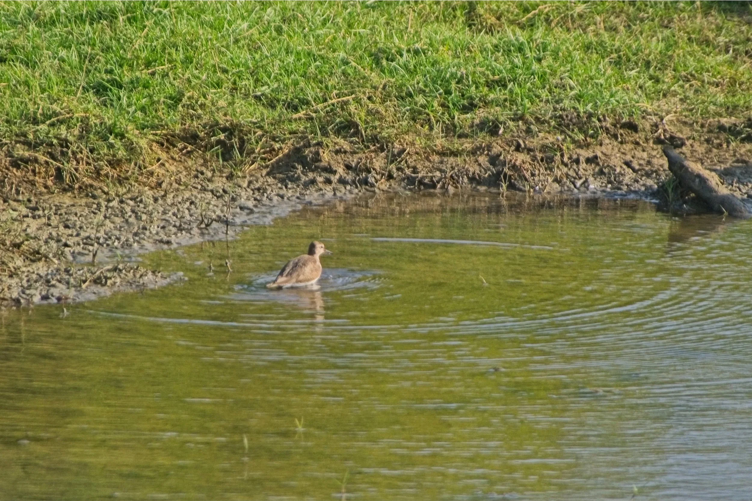 DSC_0369.jpg