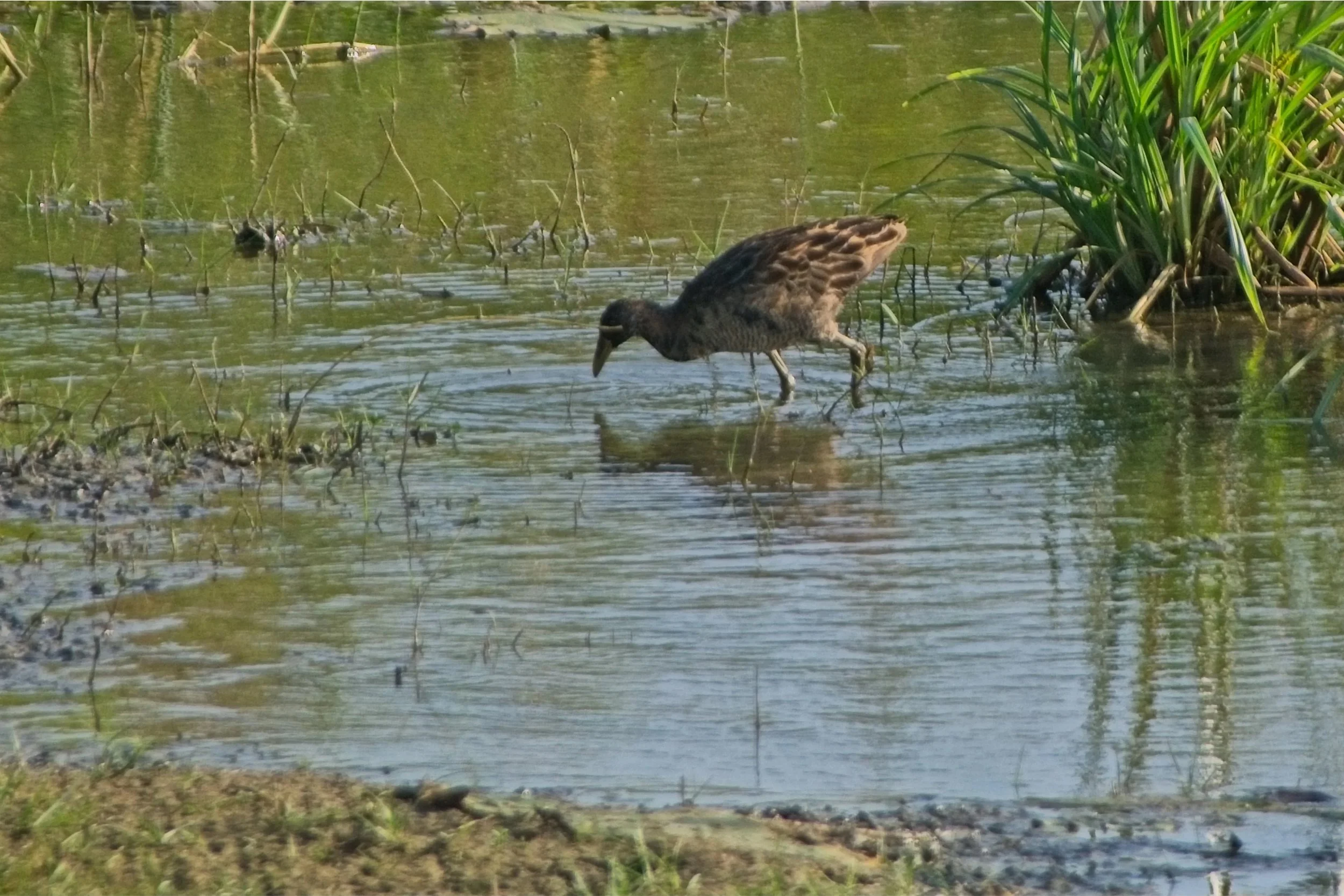 DSC_0371.jpg