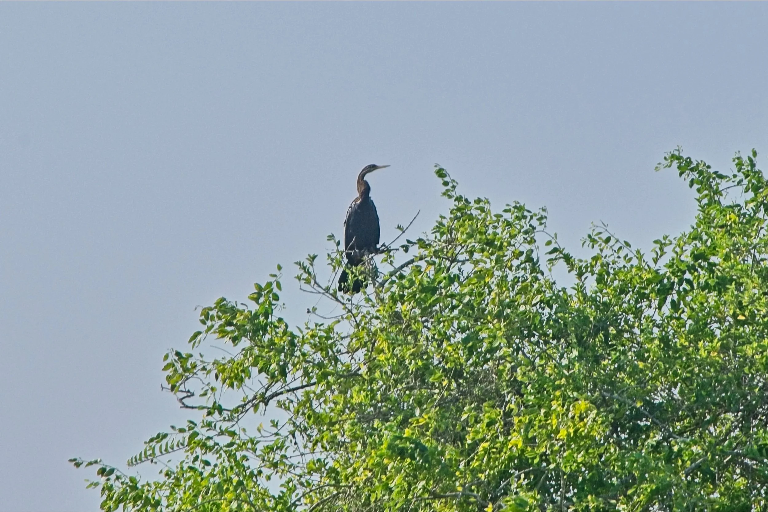 Indian Darter