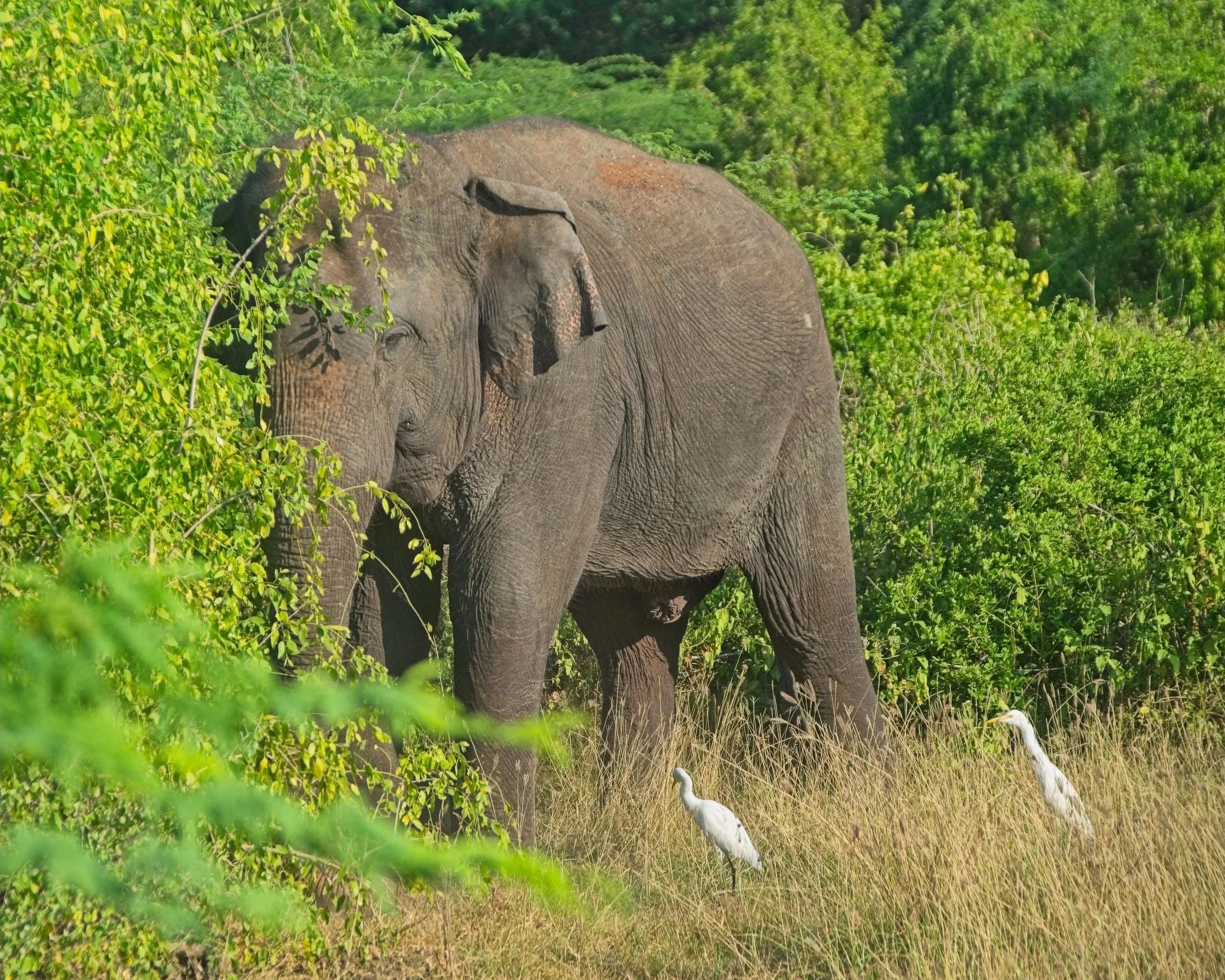 Sri Lankan Elephant
