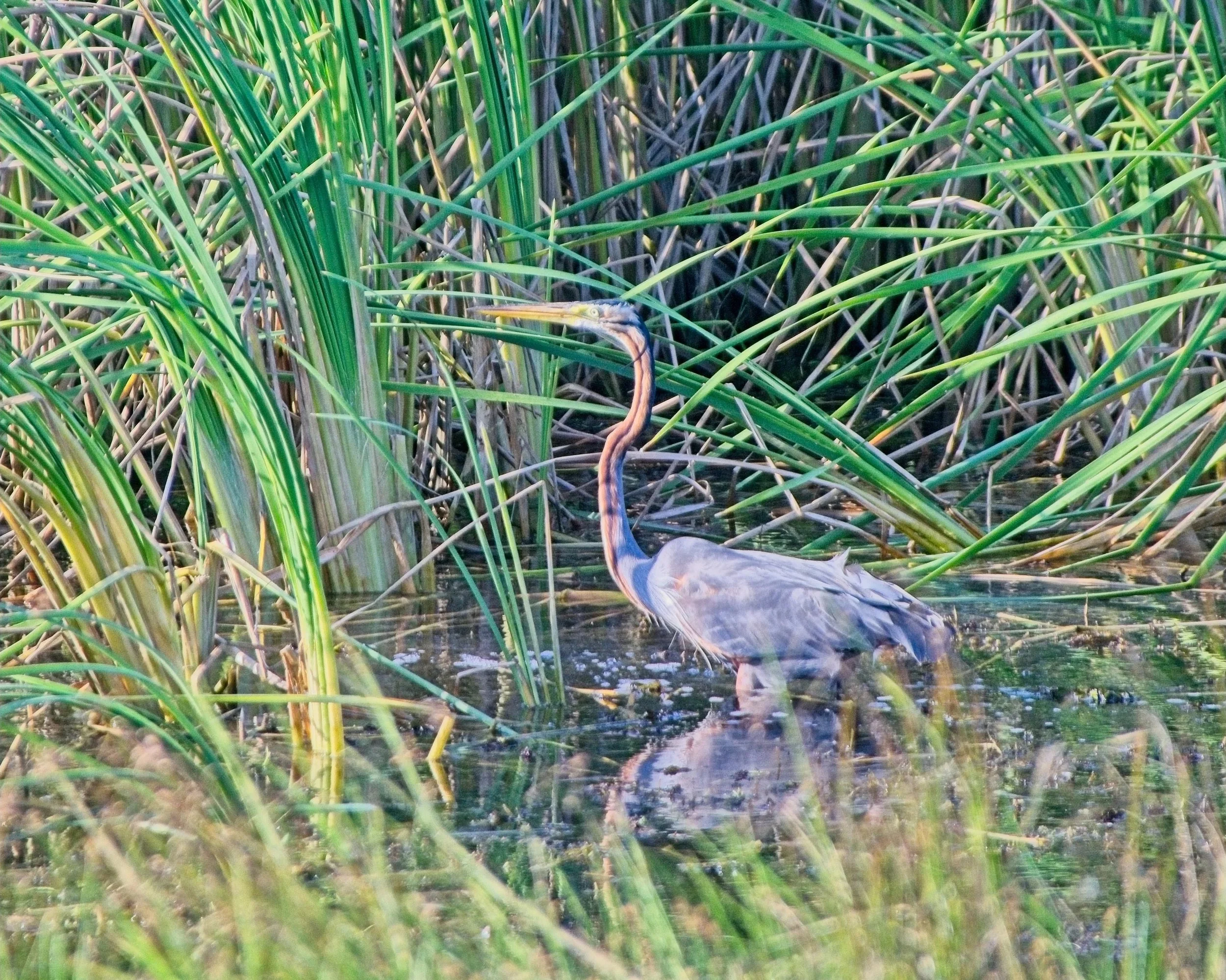 Purple Heron