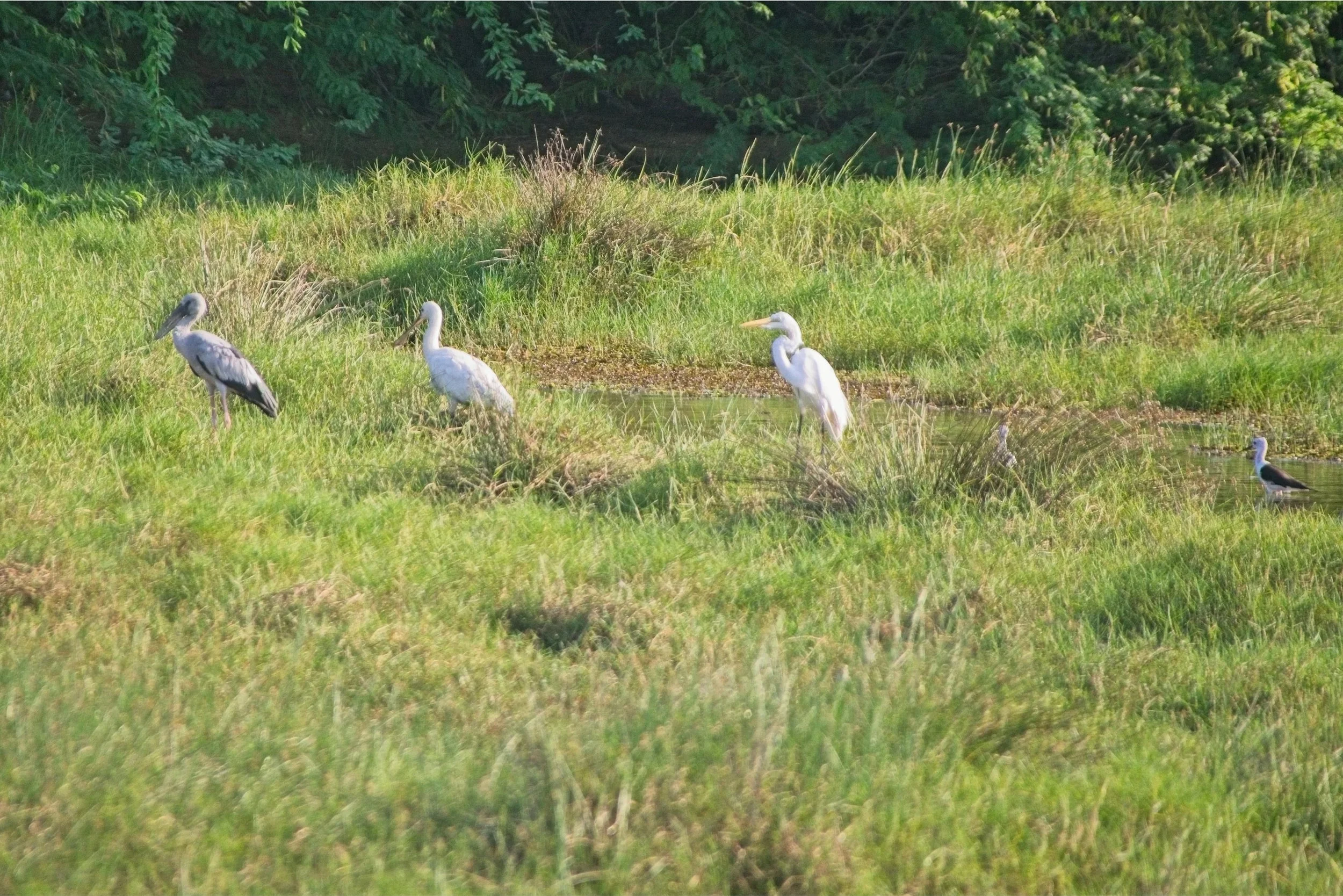 DSC_0390.jpg
