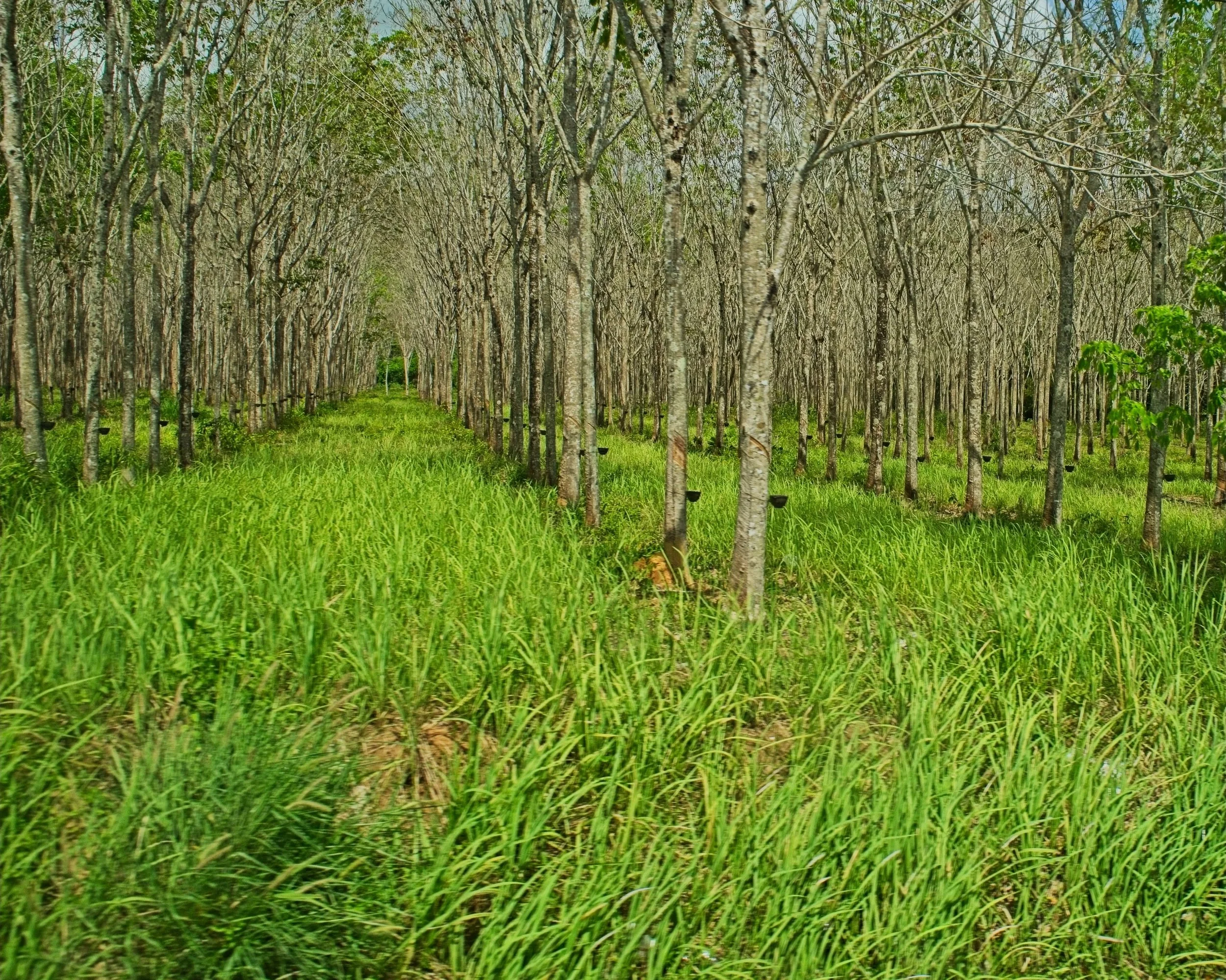 DSC_0440.jpg