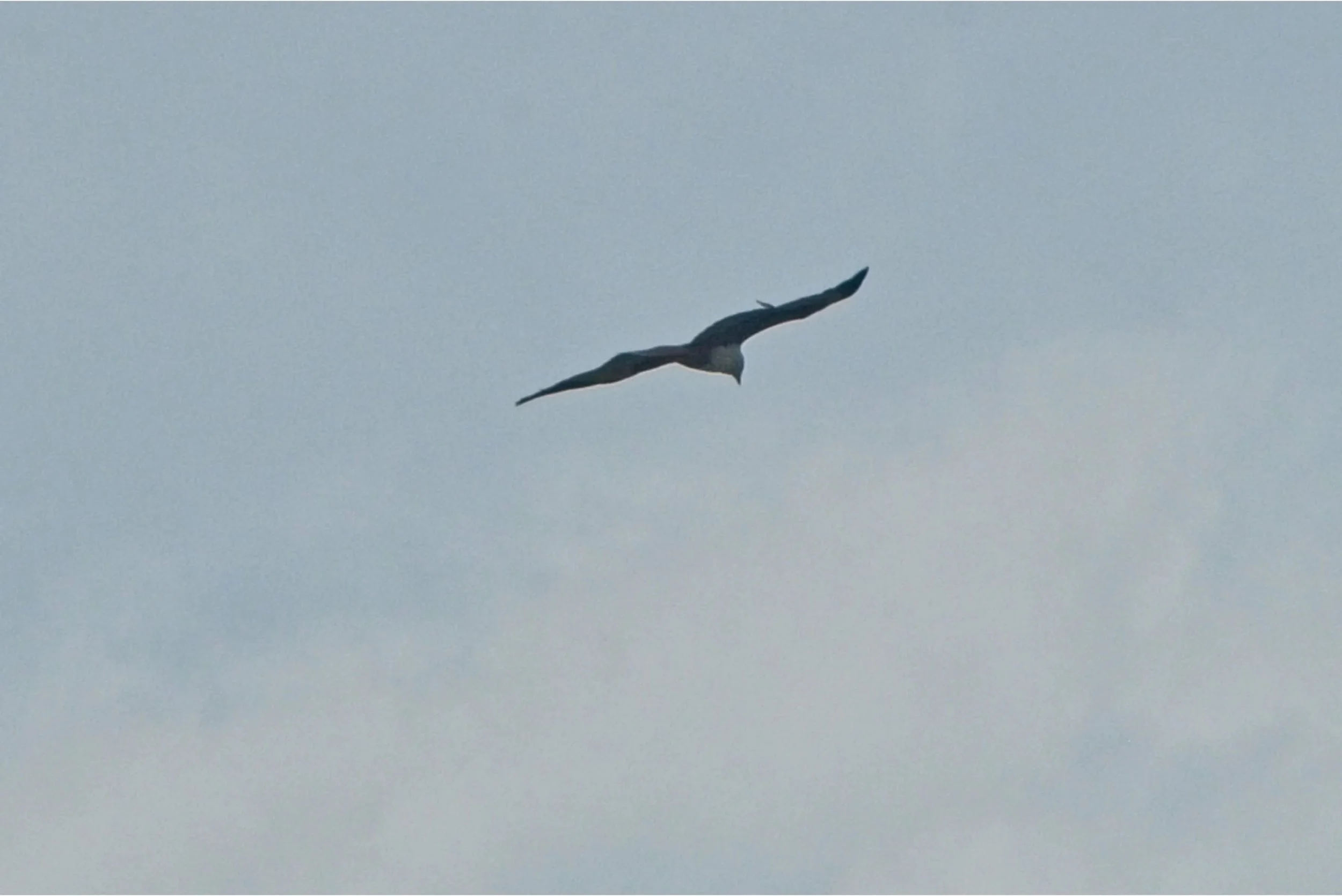 DSC_0464.jpg