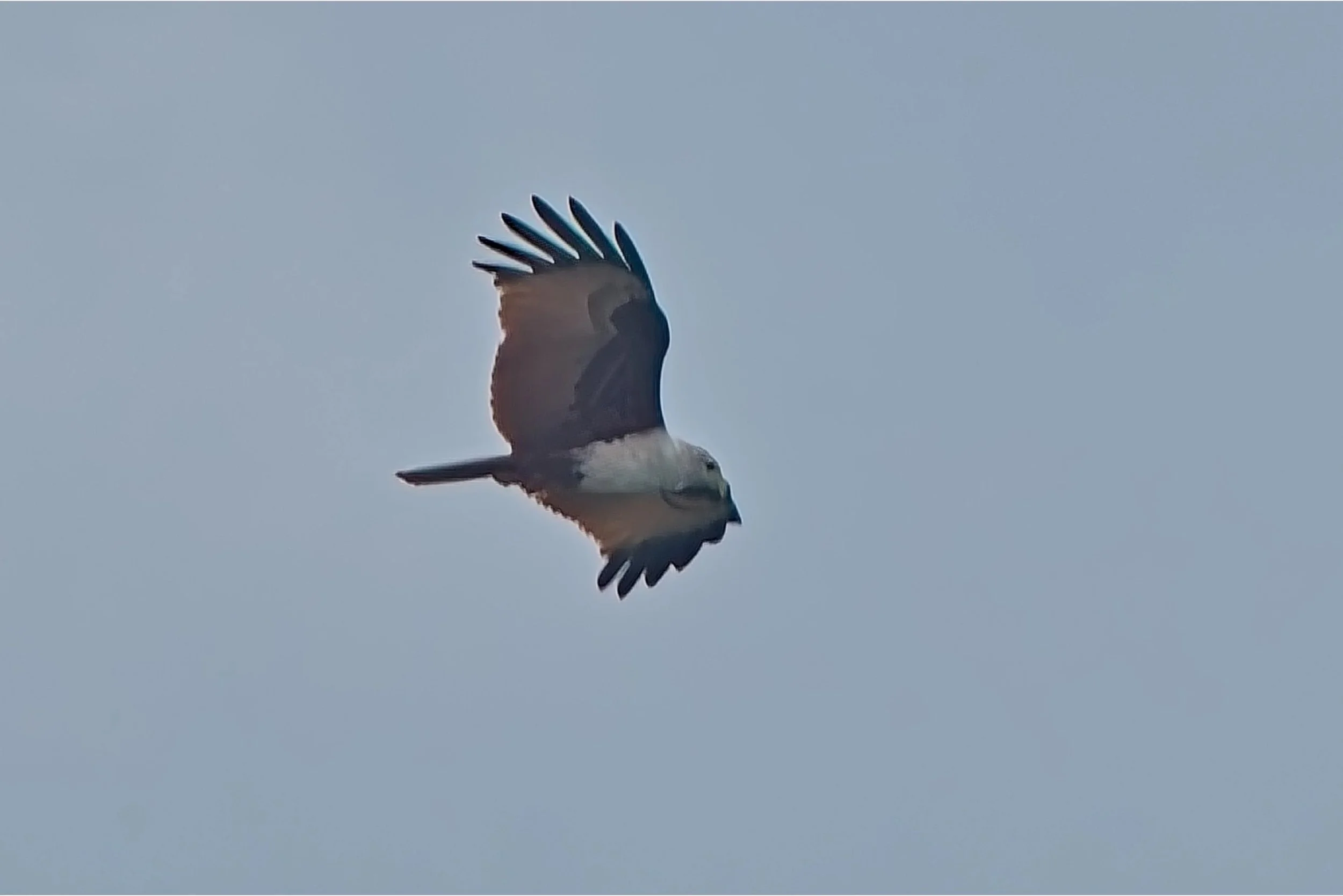 DSC_0467.jpg