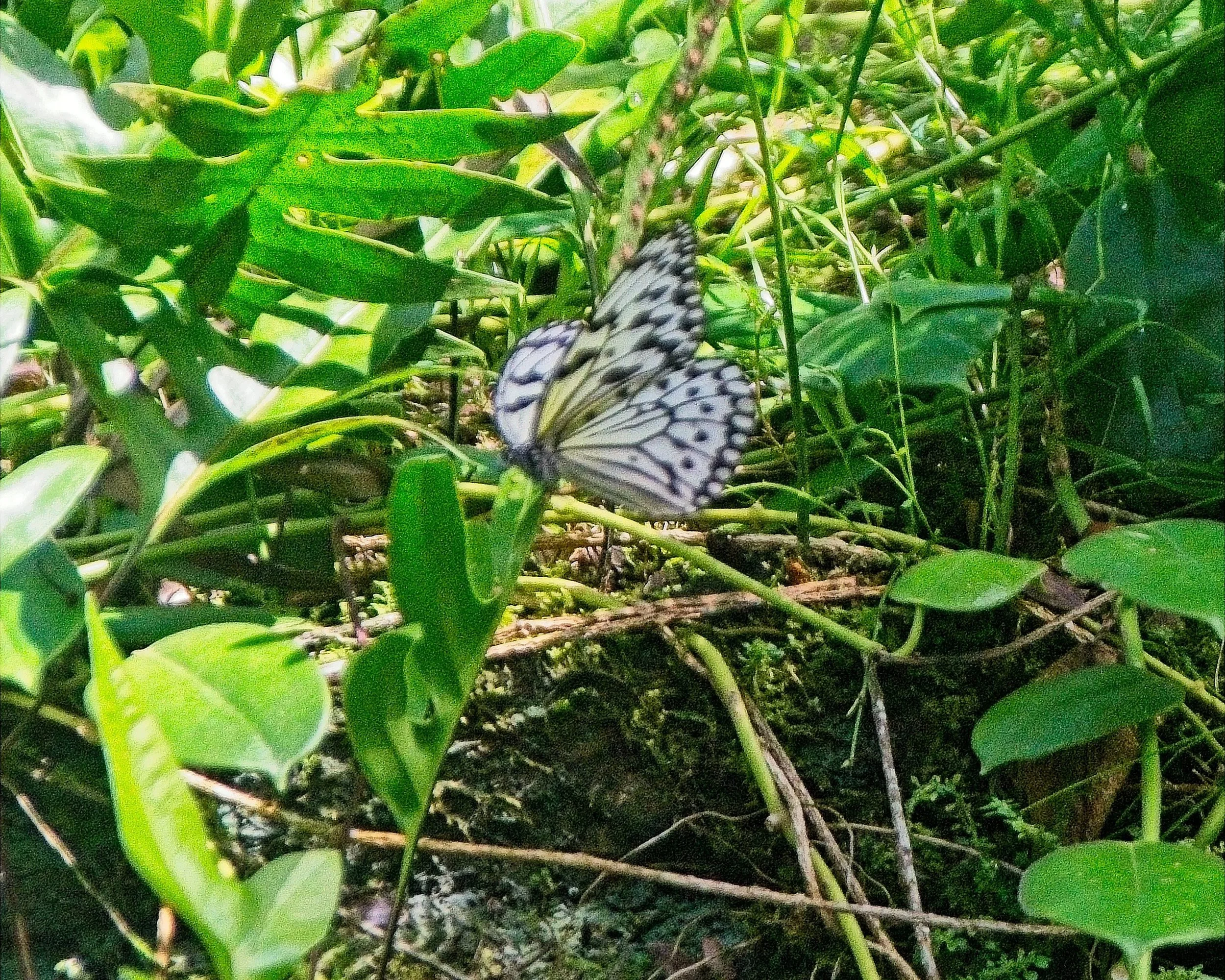 DSC_0597.jpg