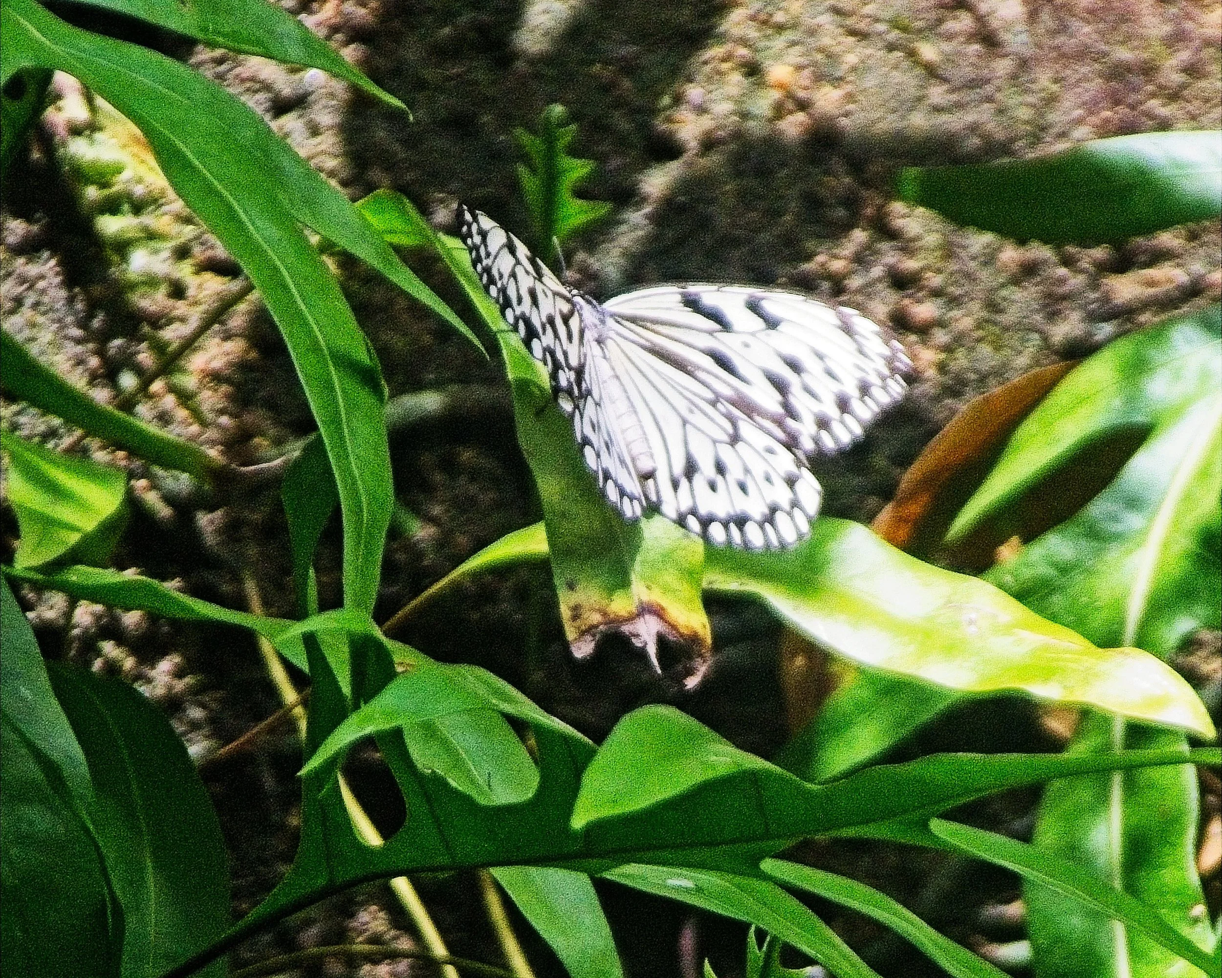 DSC_0598.jpg