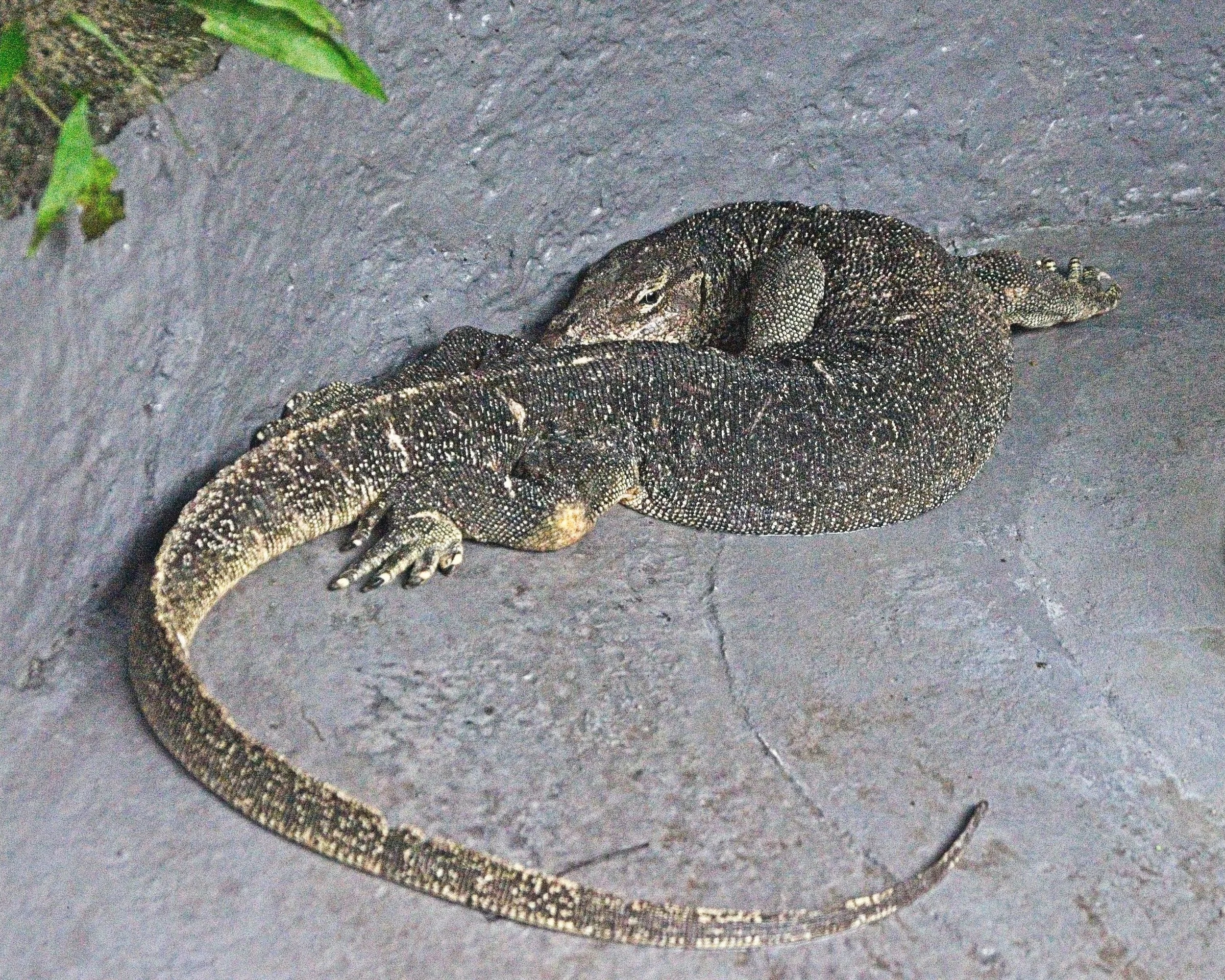 DSC_0604.jpg