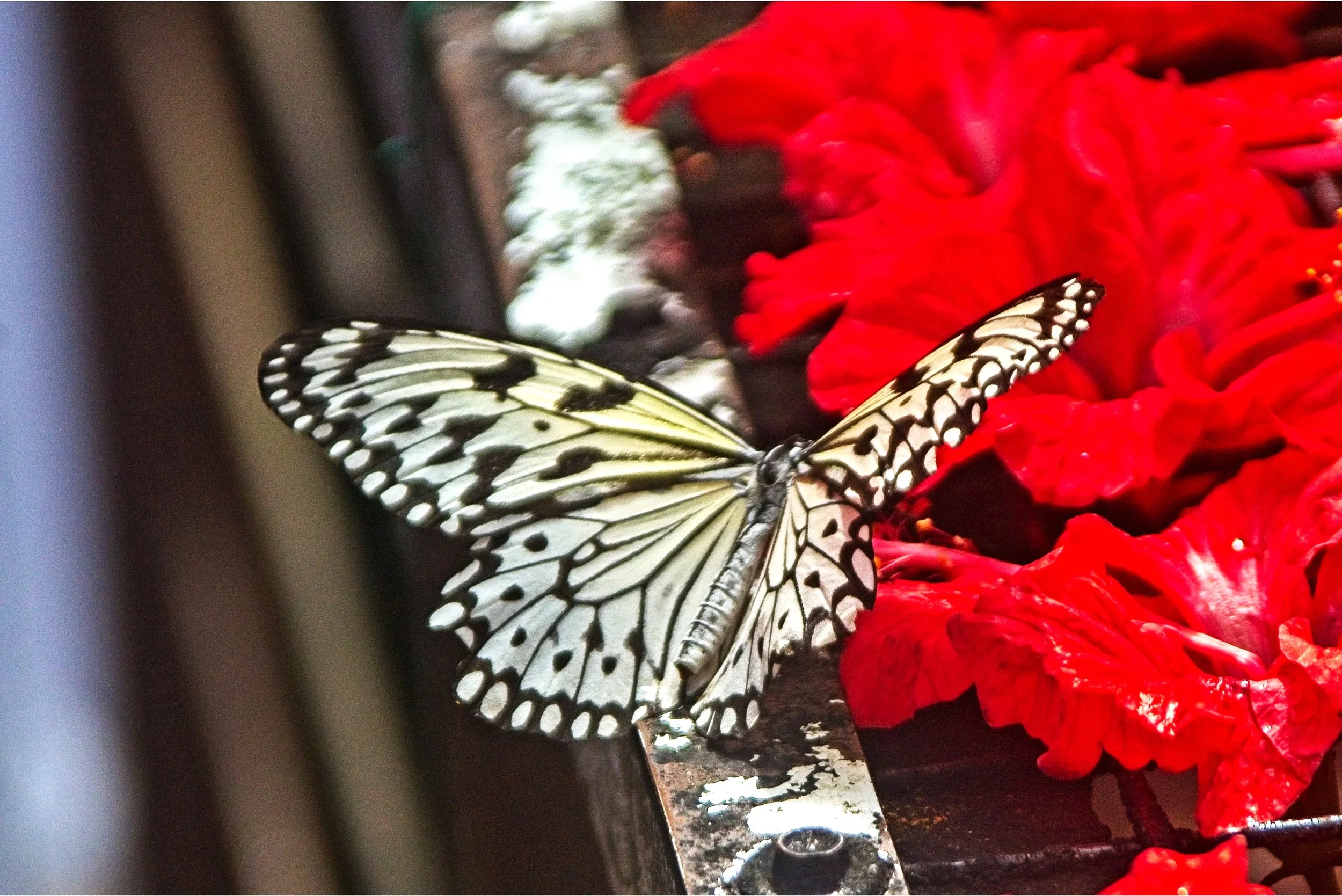 DSC_0616.jpg