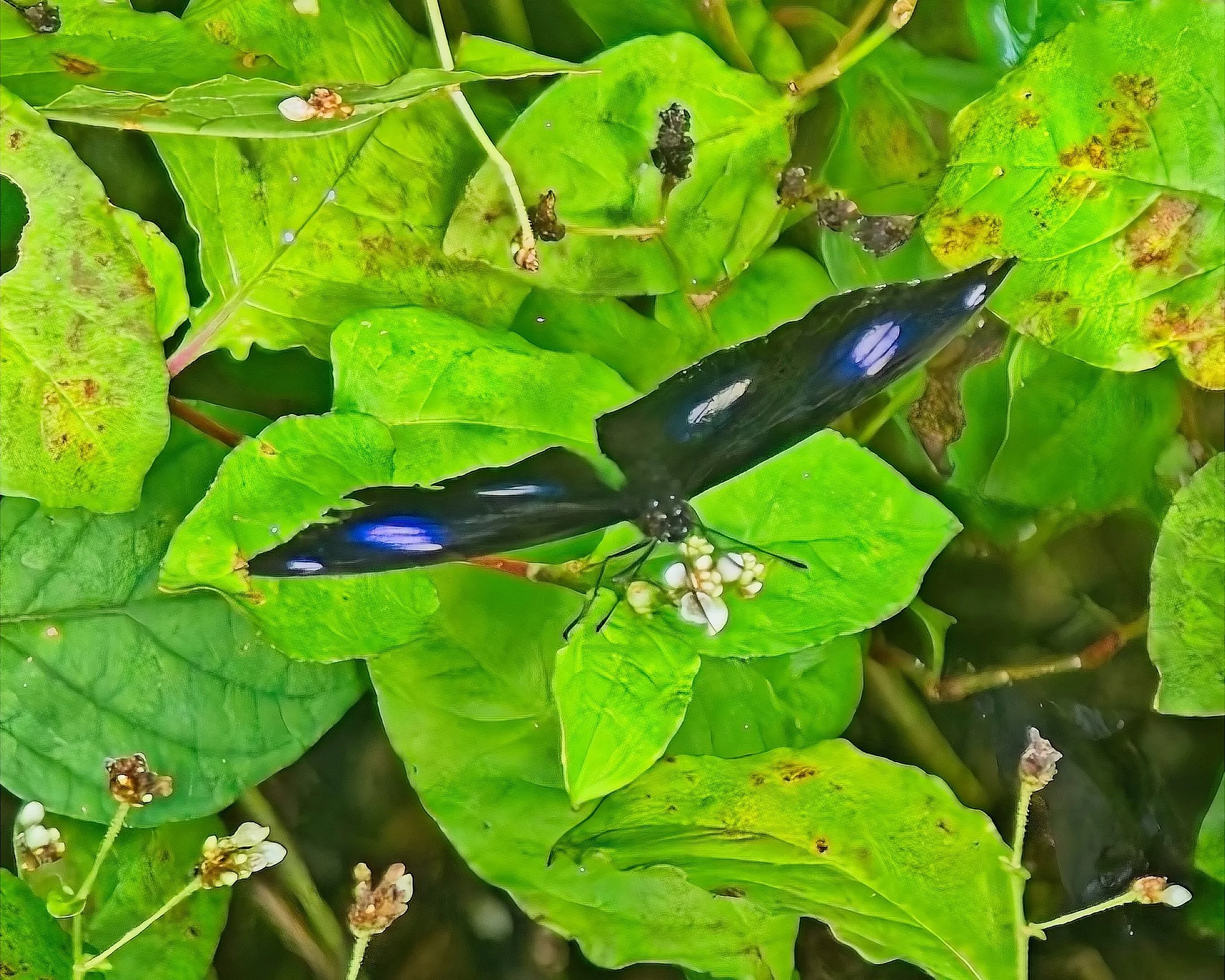 DSC_0620.jpg