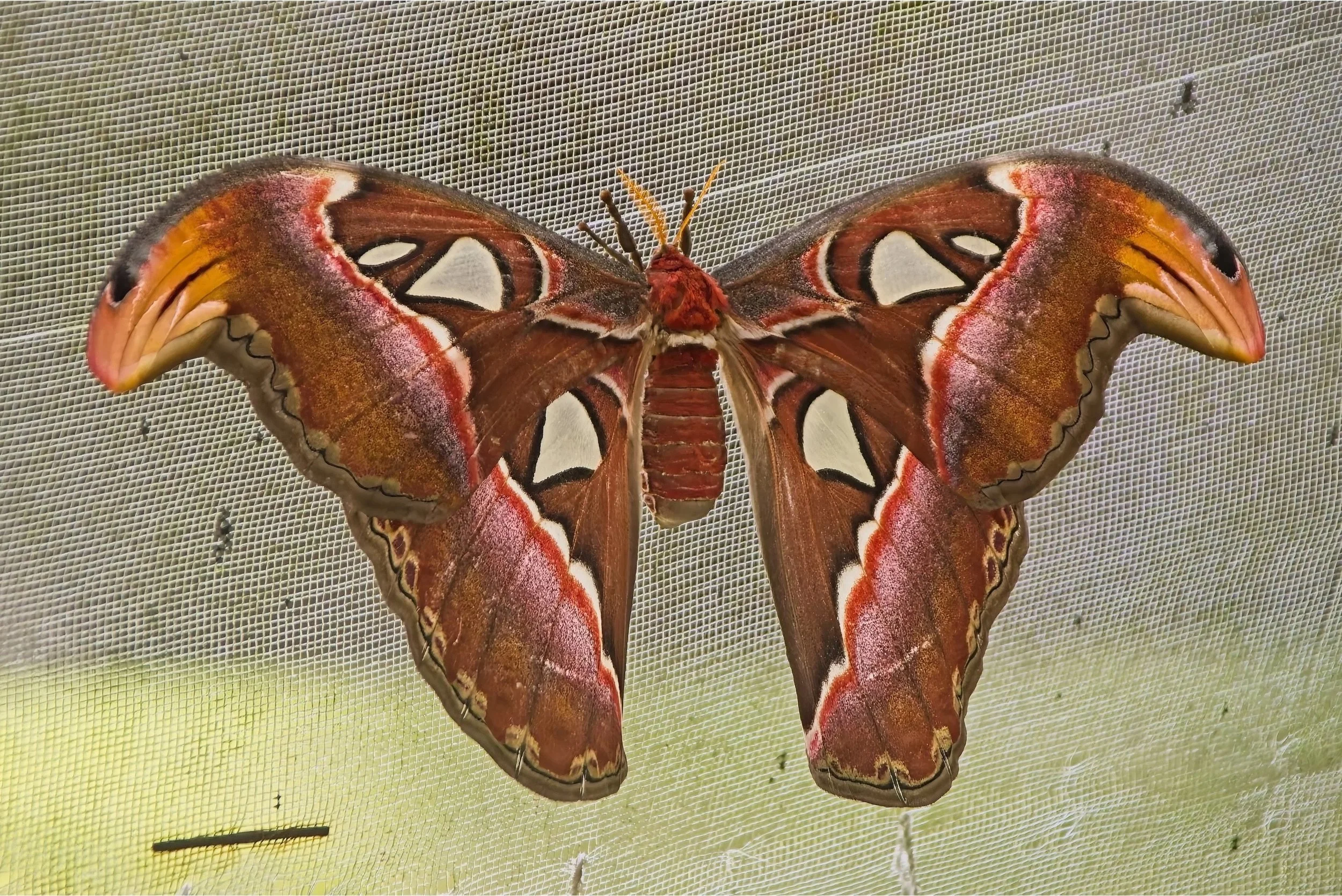 DSC_0625.jpg