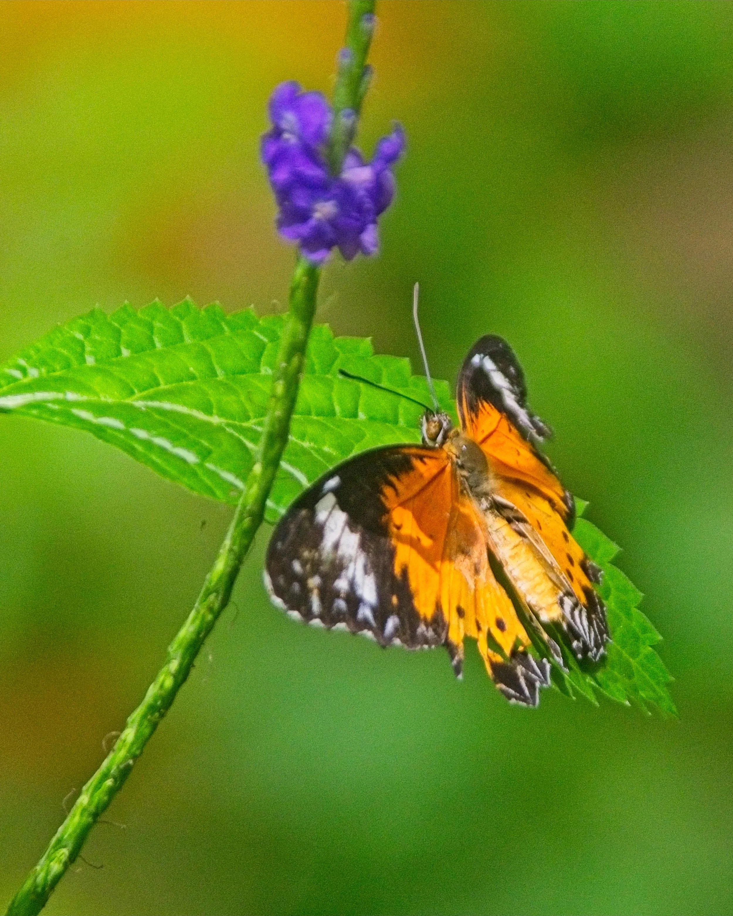 DSC_0627.jpg