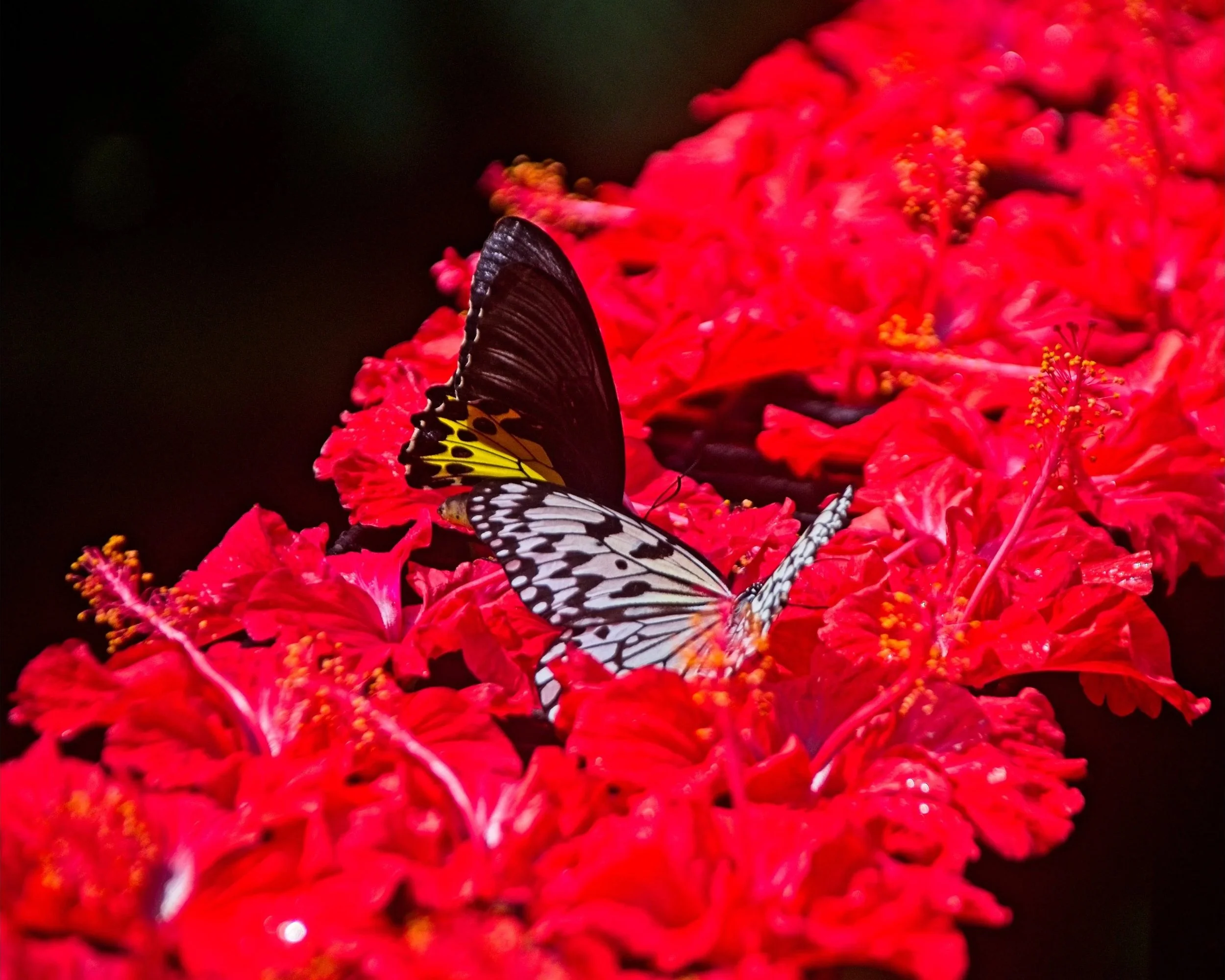 DSC_0639.jpg