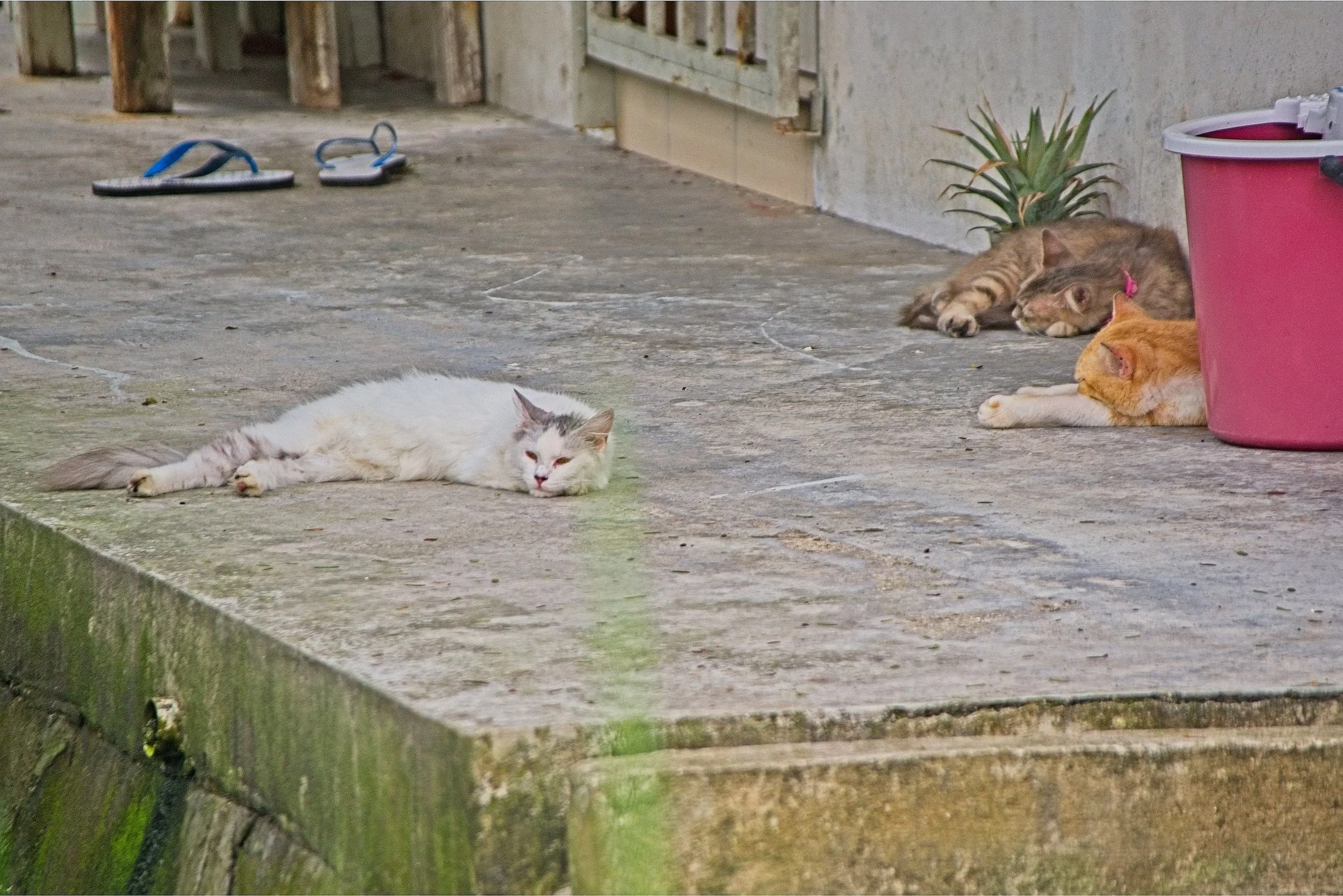 DSC_0678.jpg