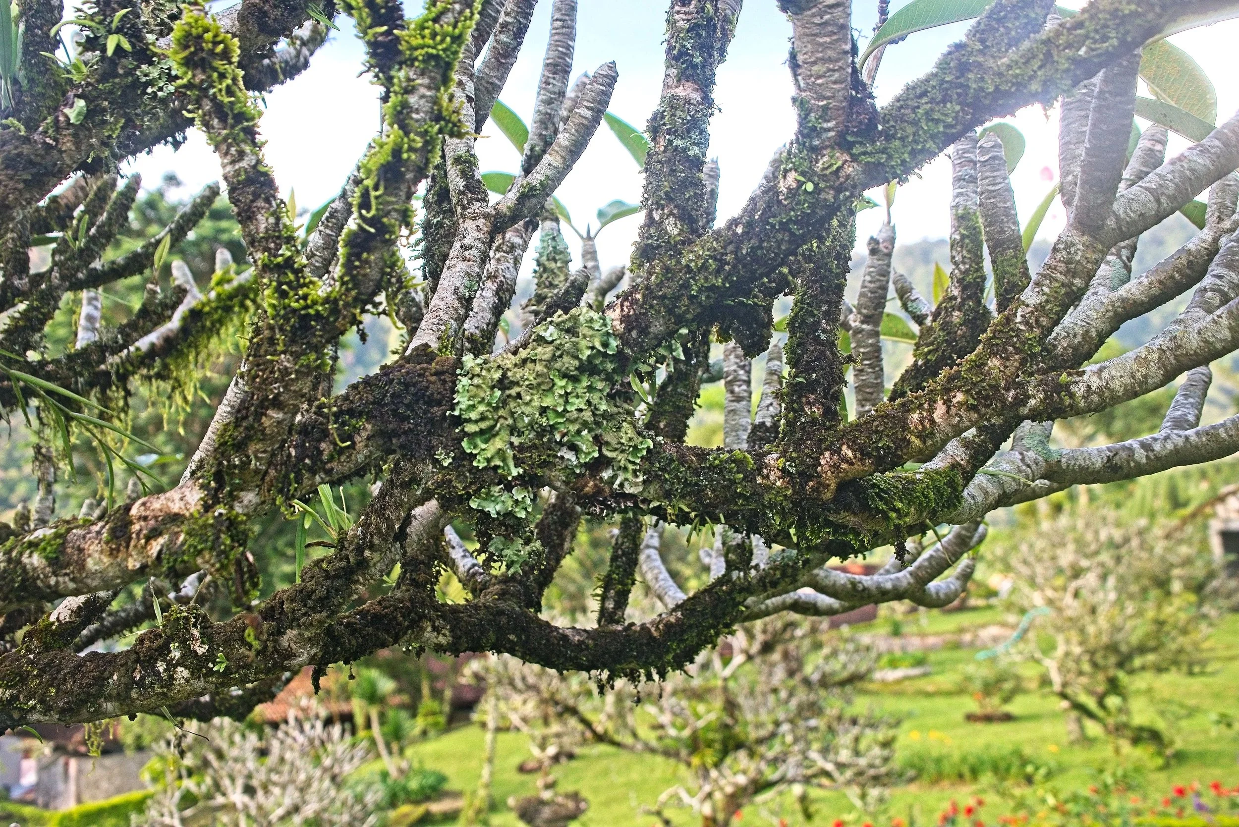 Lots of lichen