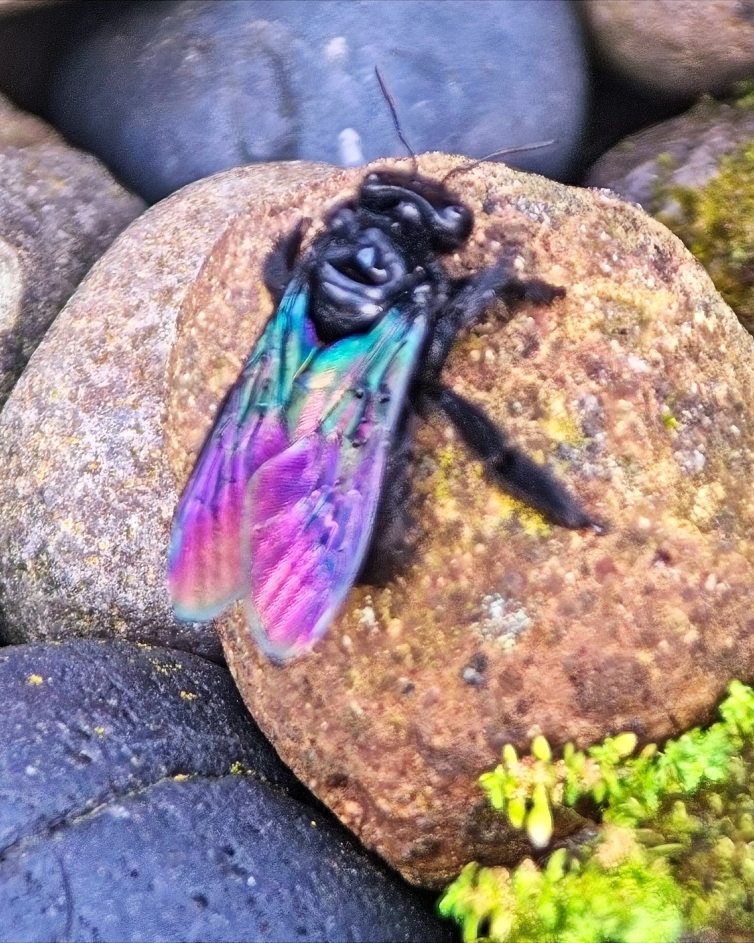 A colourful large black bee