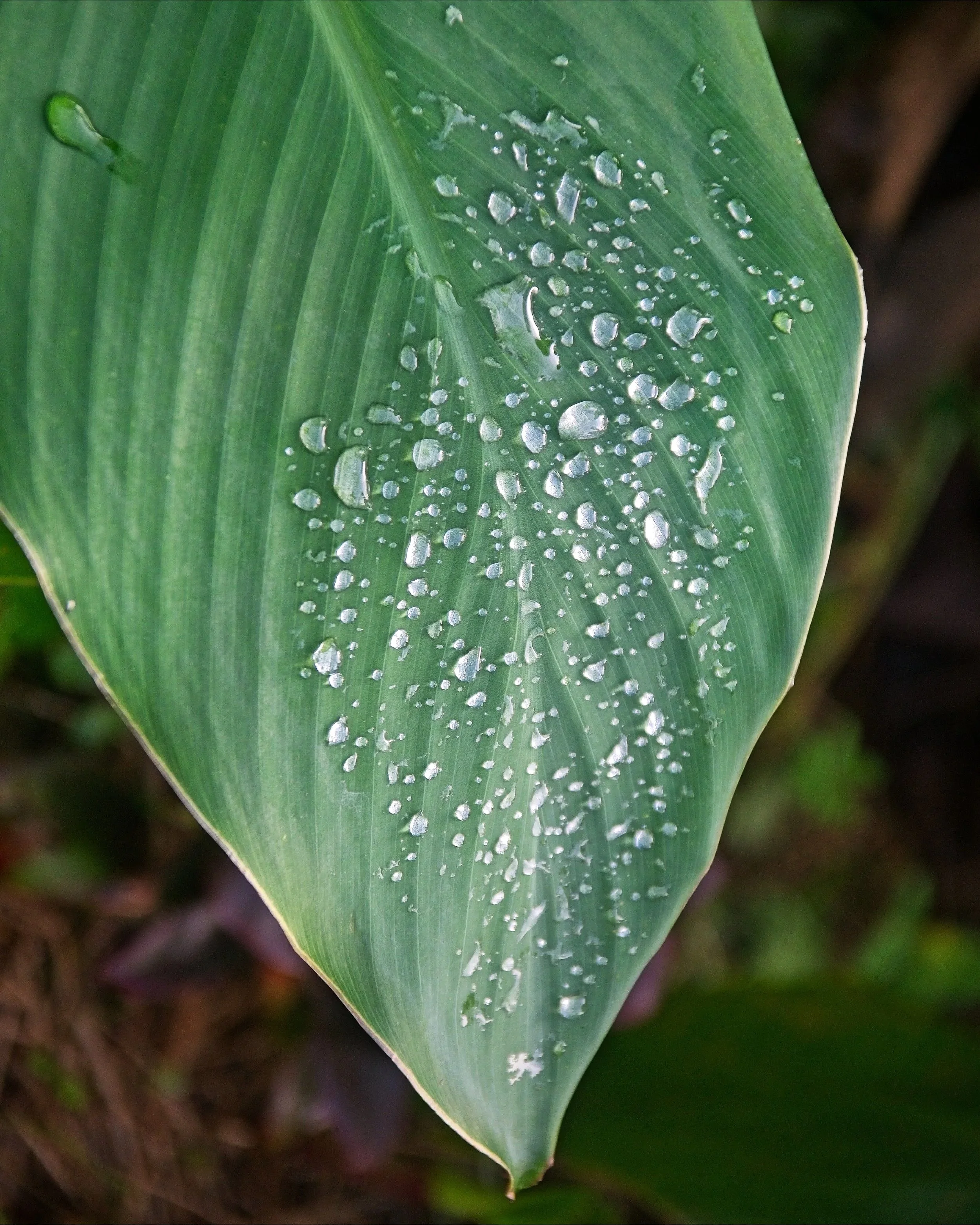 DSC_1374.jpg