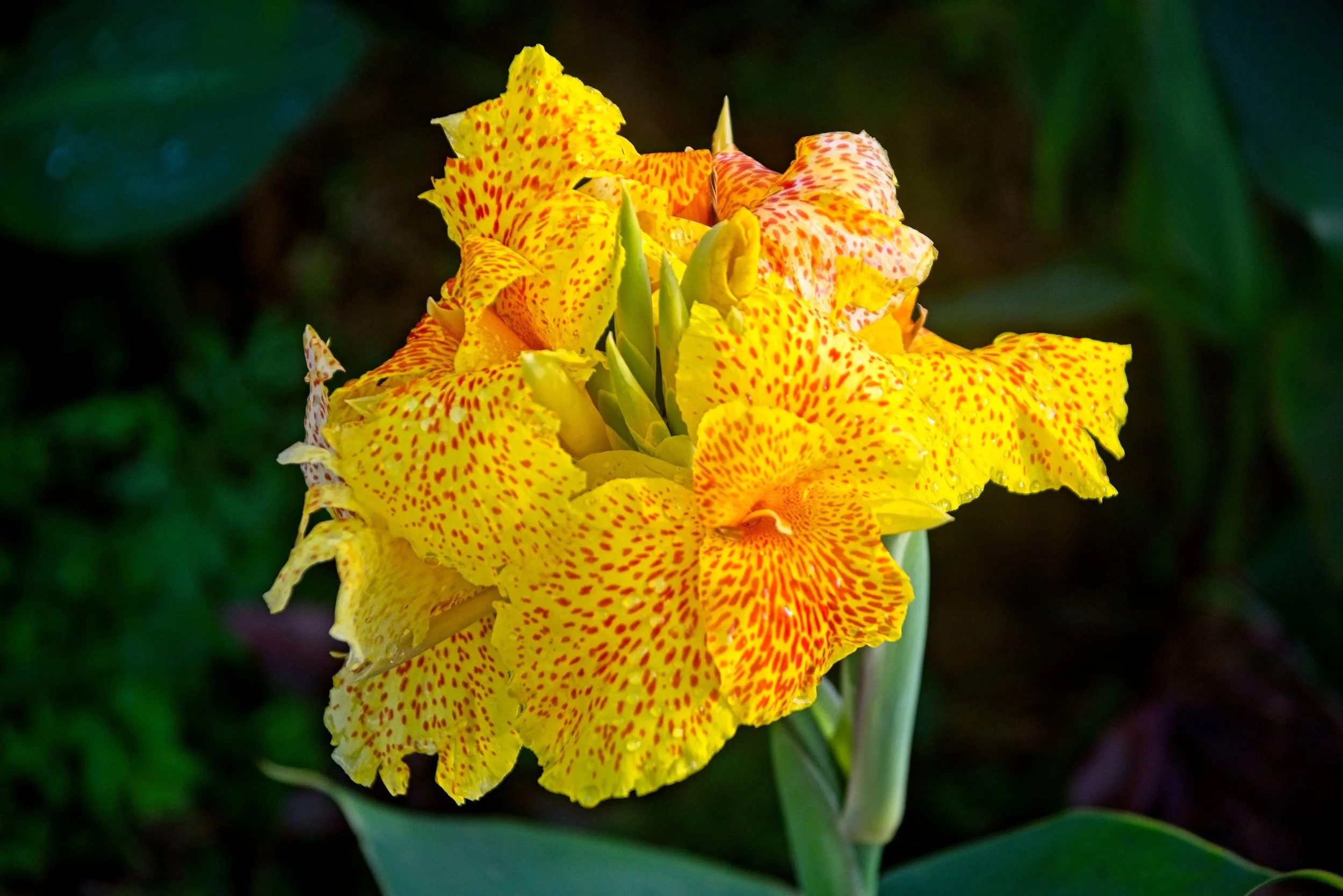 DSC_1375.jpg