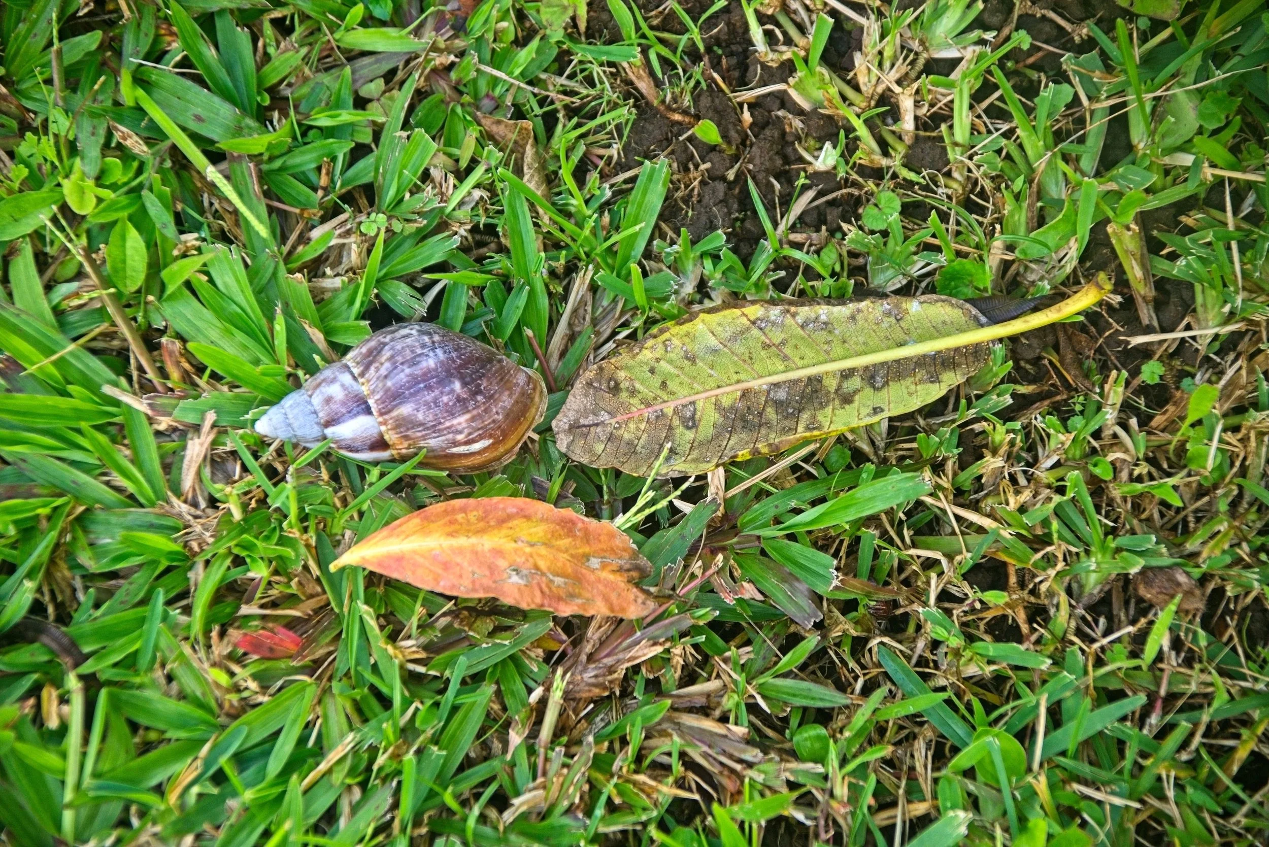 A large snail