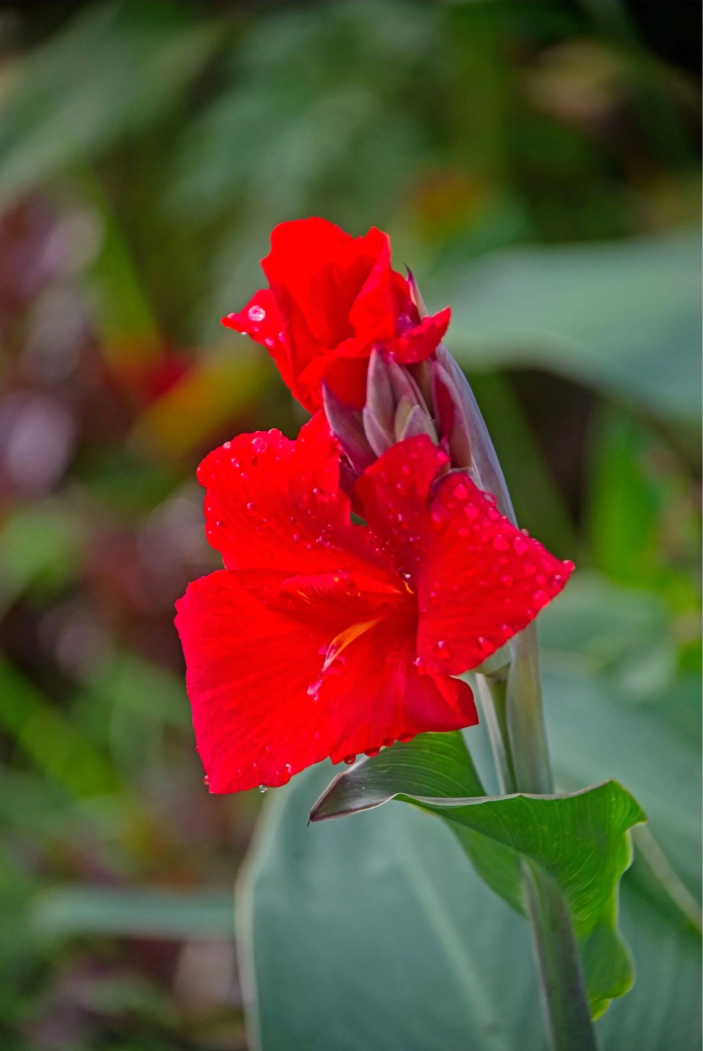 DSC_1370.jpg