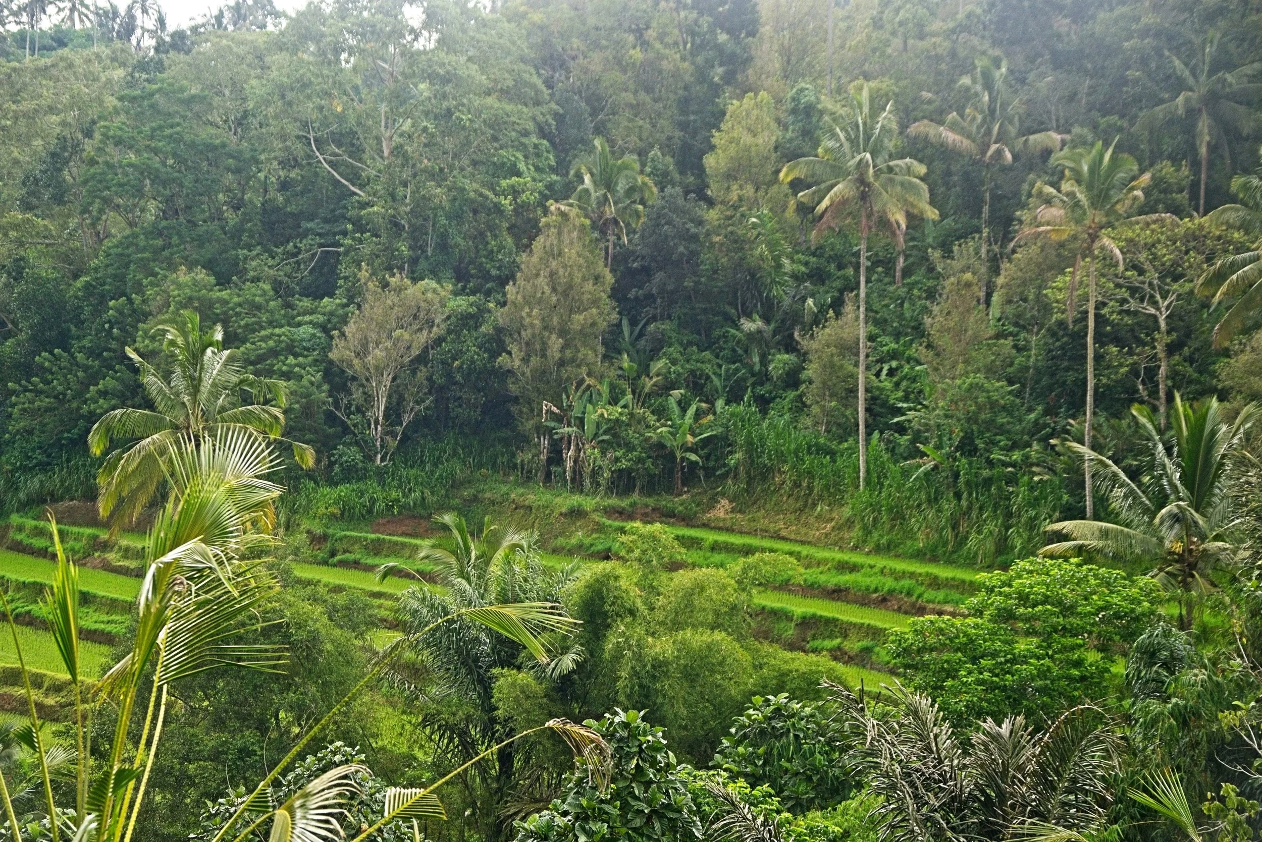 DSC_1468.jpg