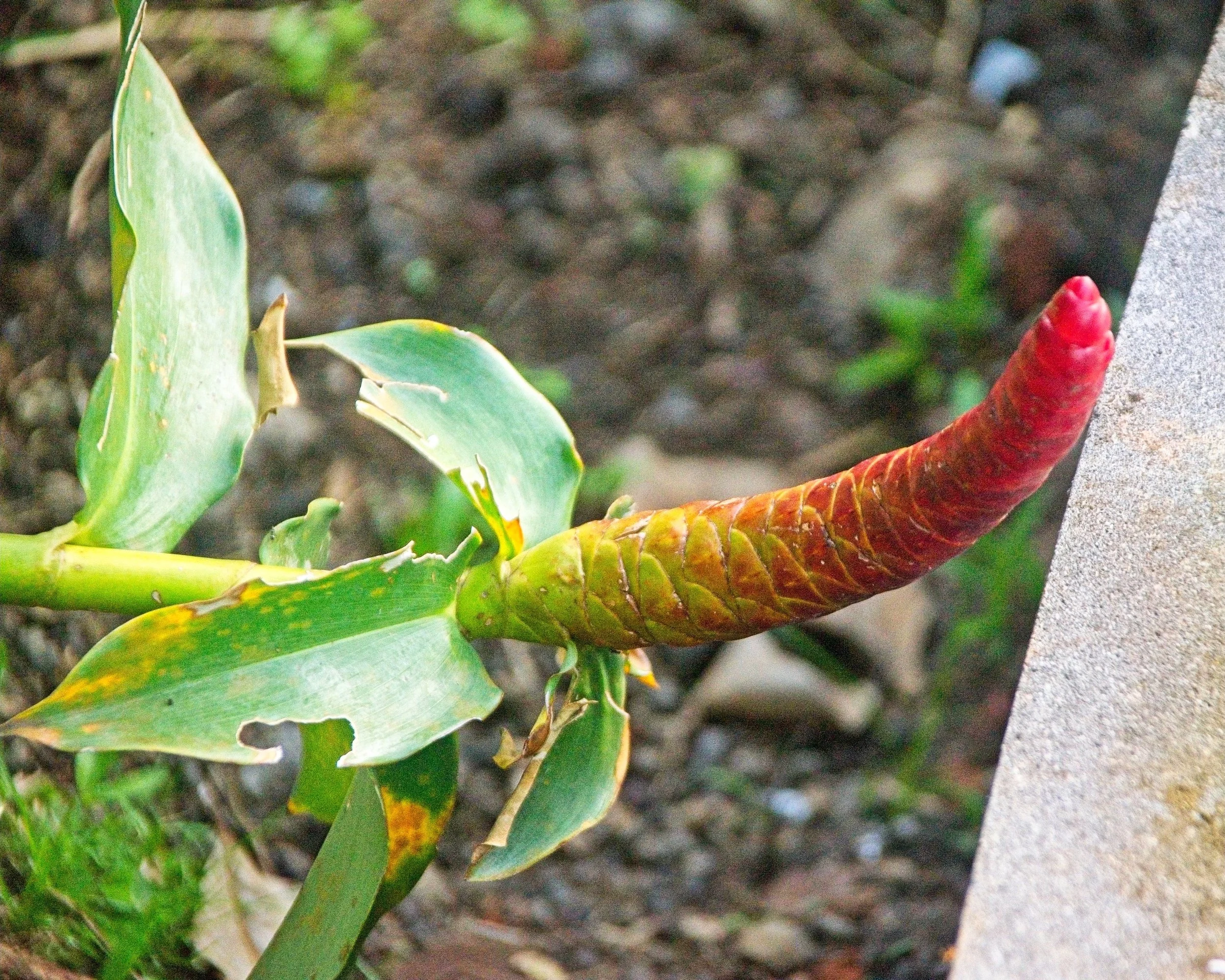 Unusual plant.