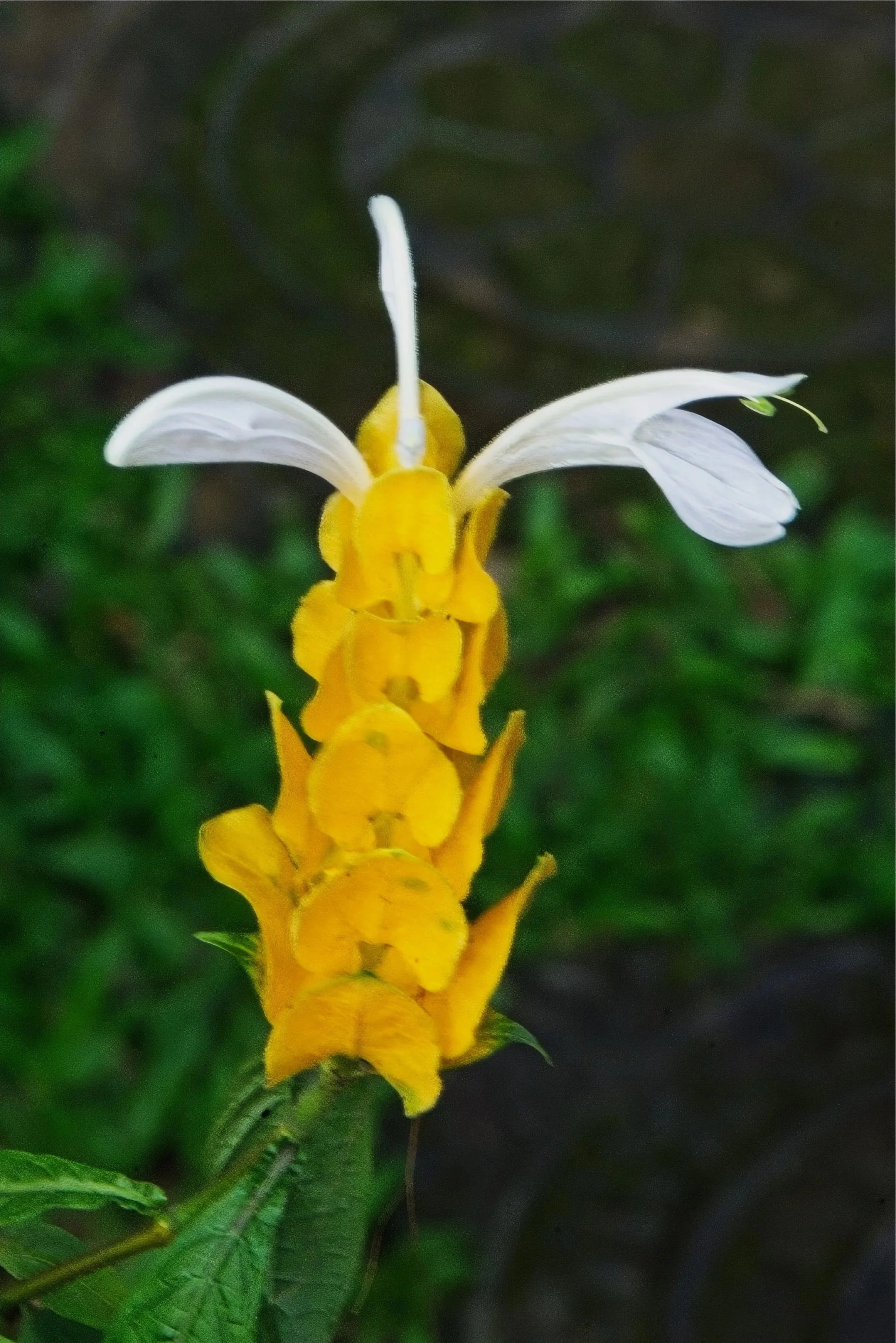 DSC_1230.jpg