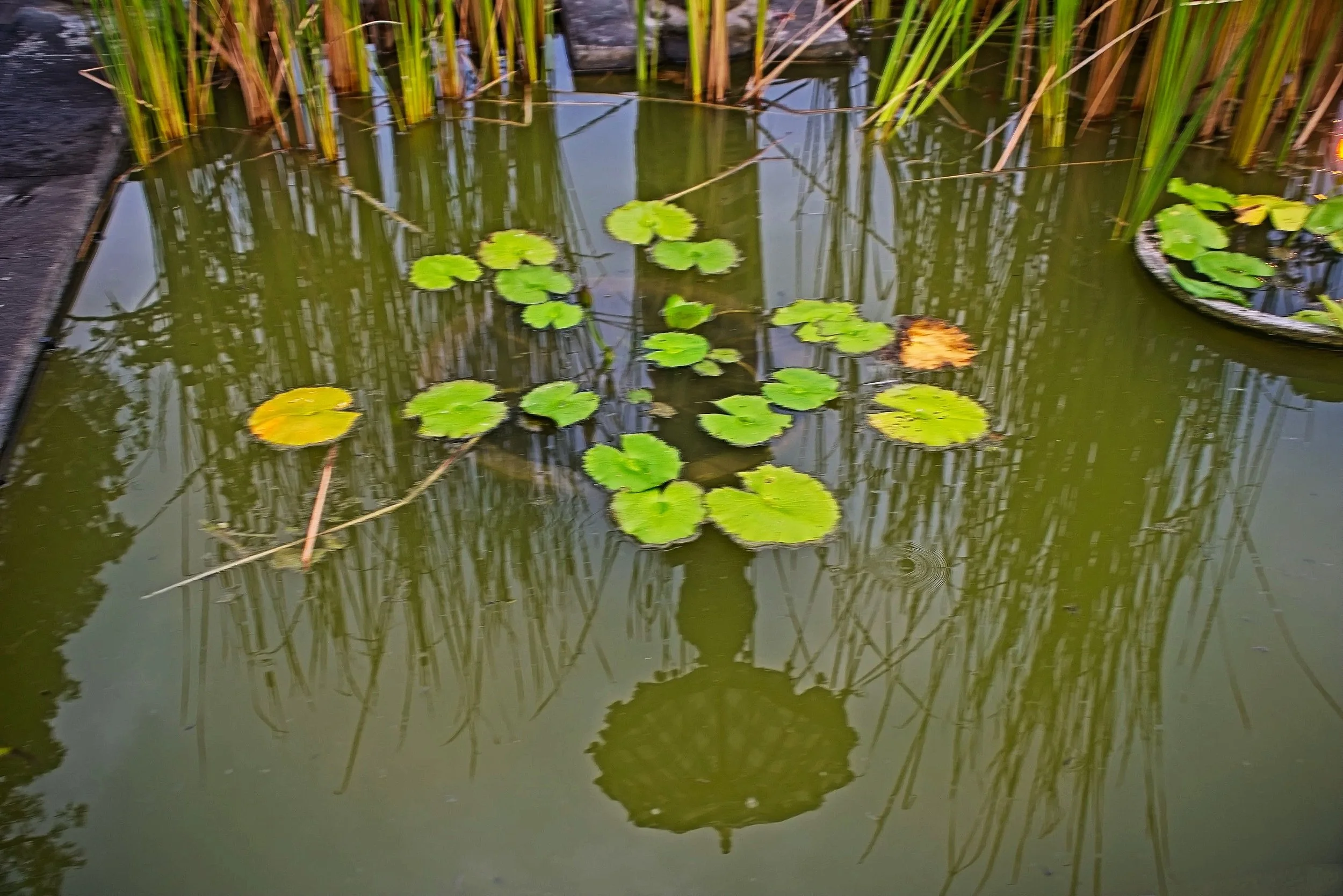 DSC_0982.jpg