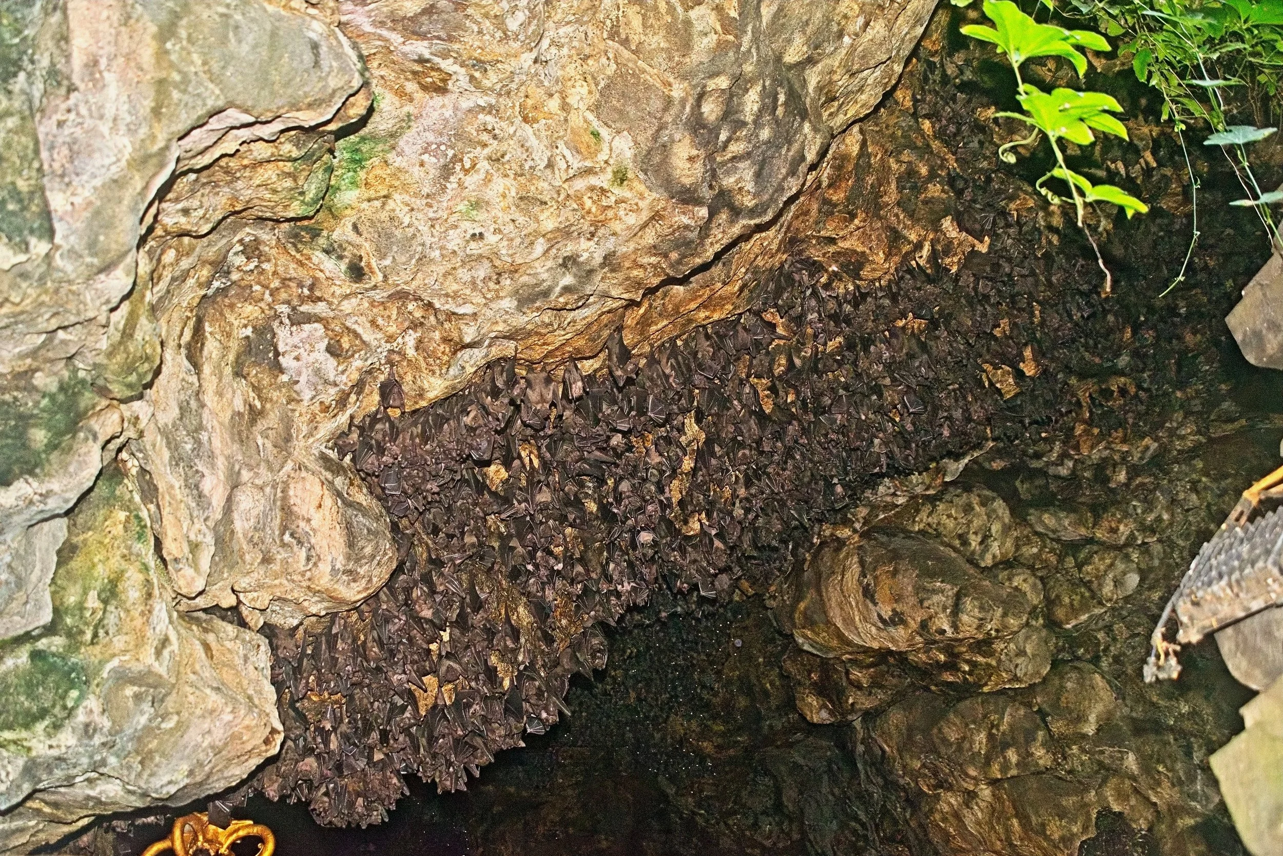 Bats galore!