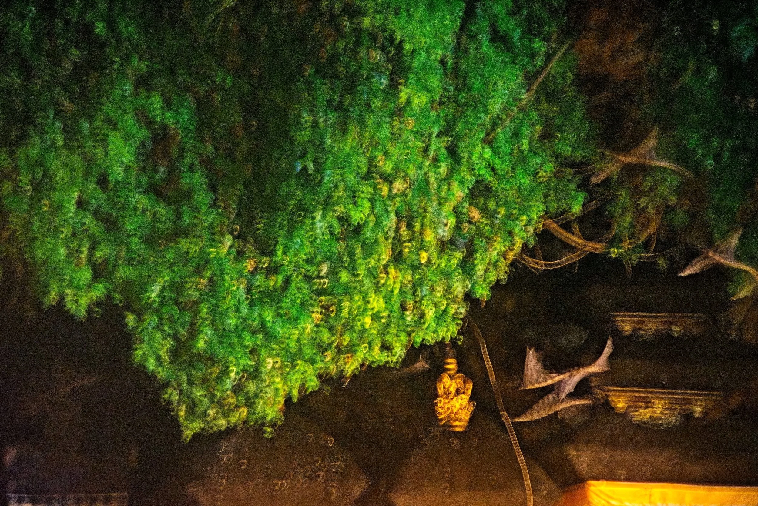 We had to wait for quite a while before the first bats began to leave the cave.