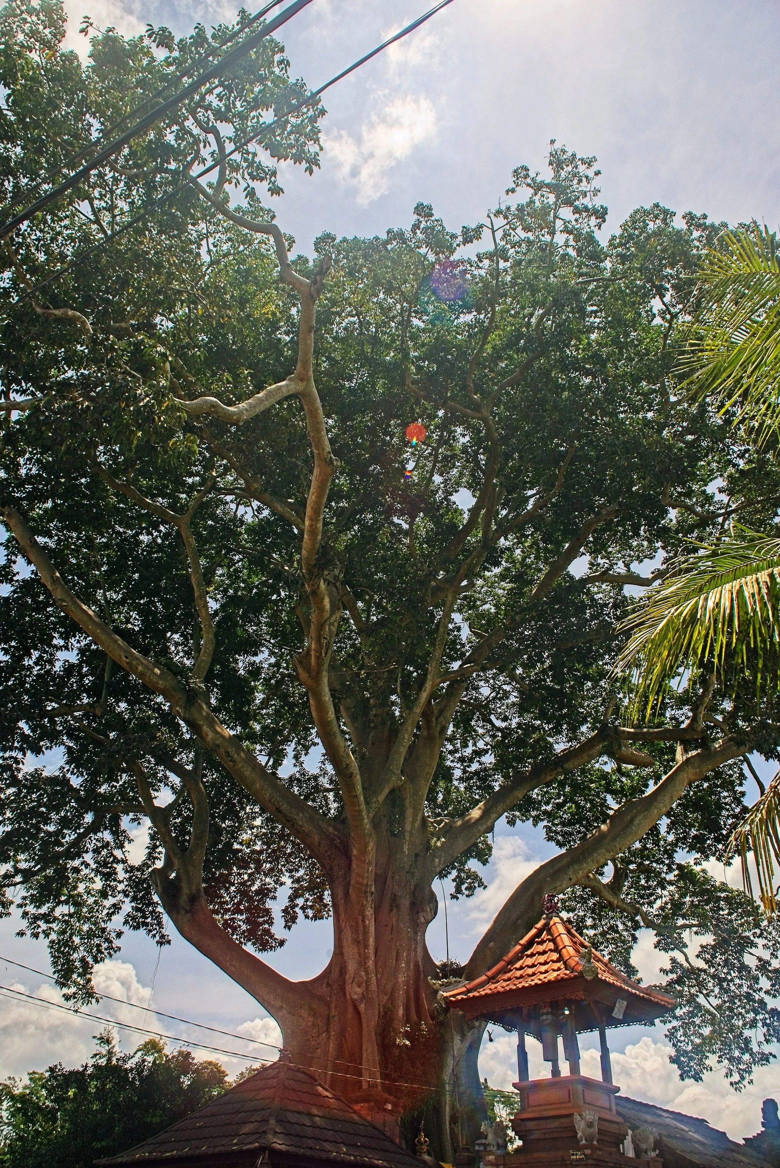 DSC_1520.jpg