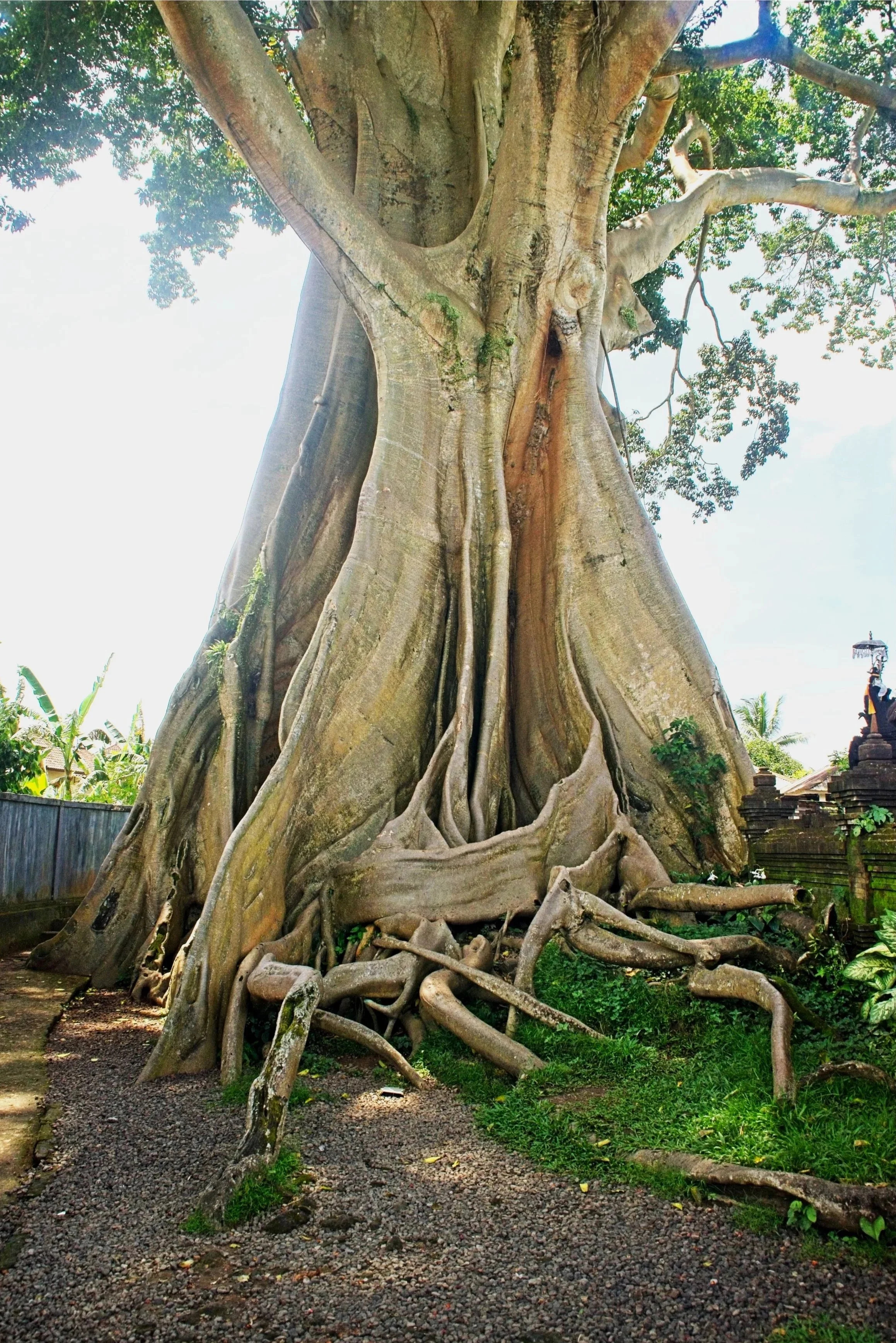 The roots of the tree are huge