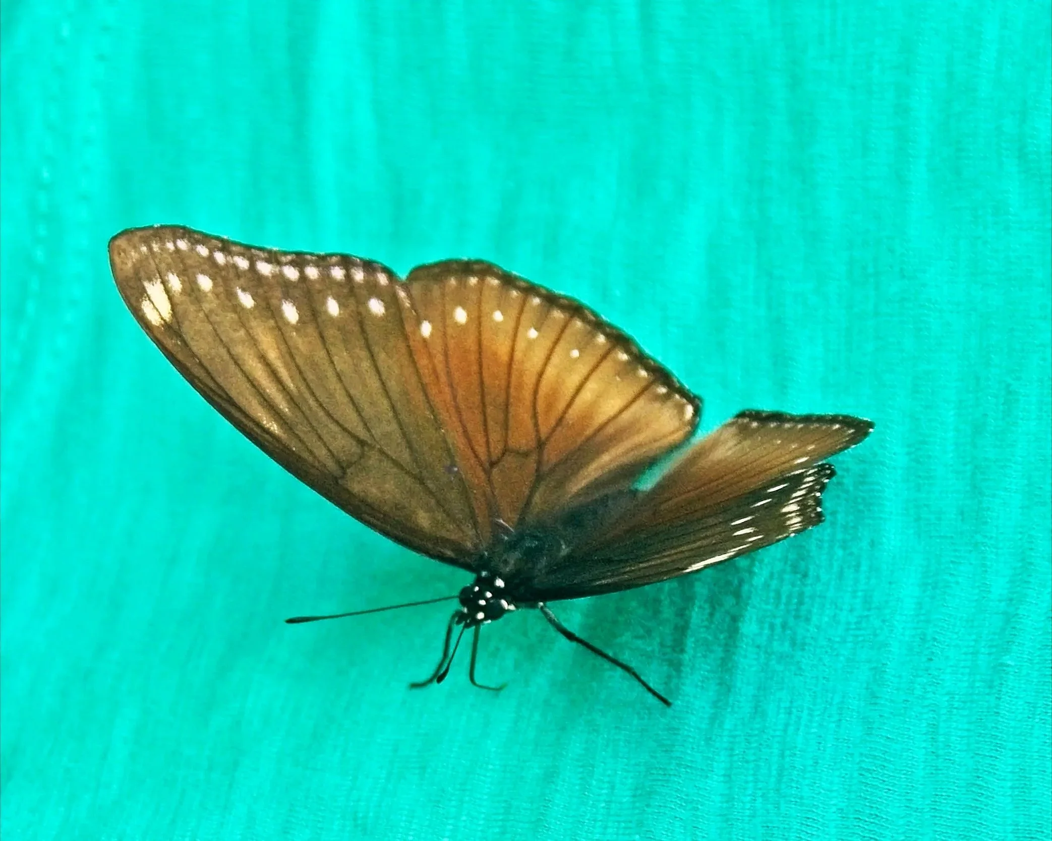DSC_1539.jpg
