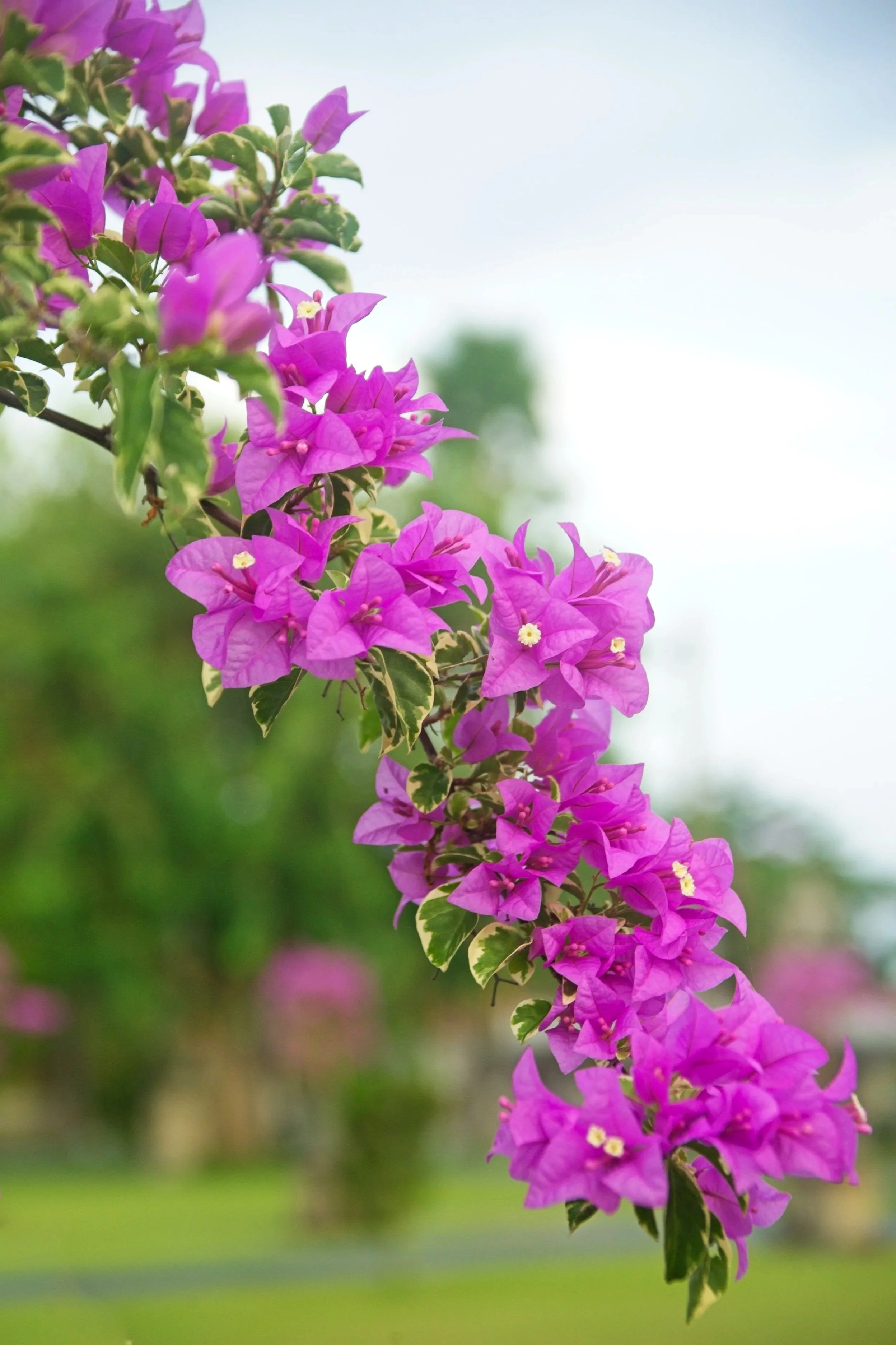 DSC_1254.jpg