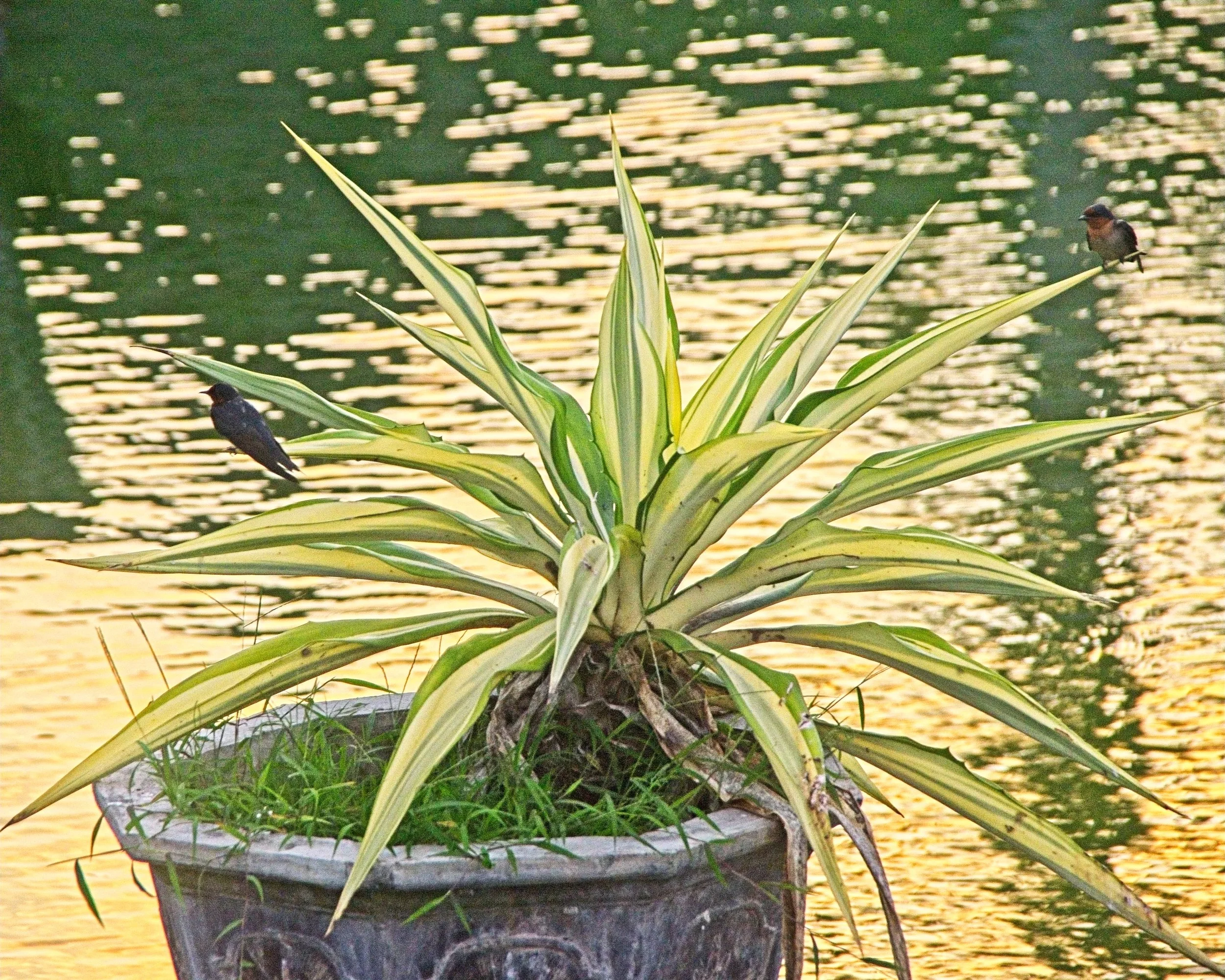 Little swallows skim the lake for insects