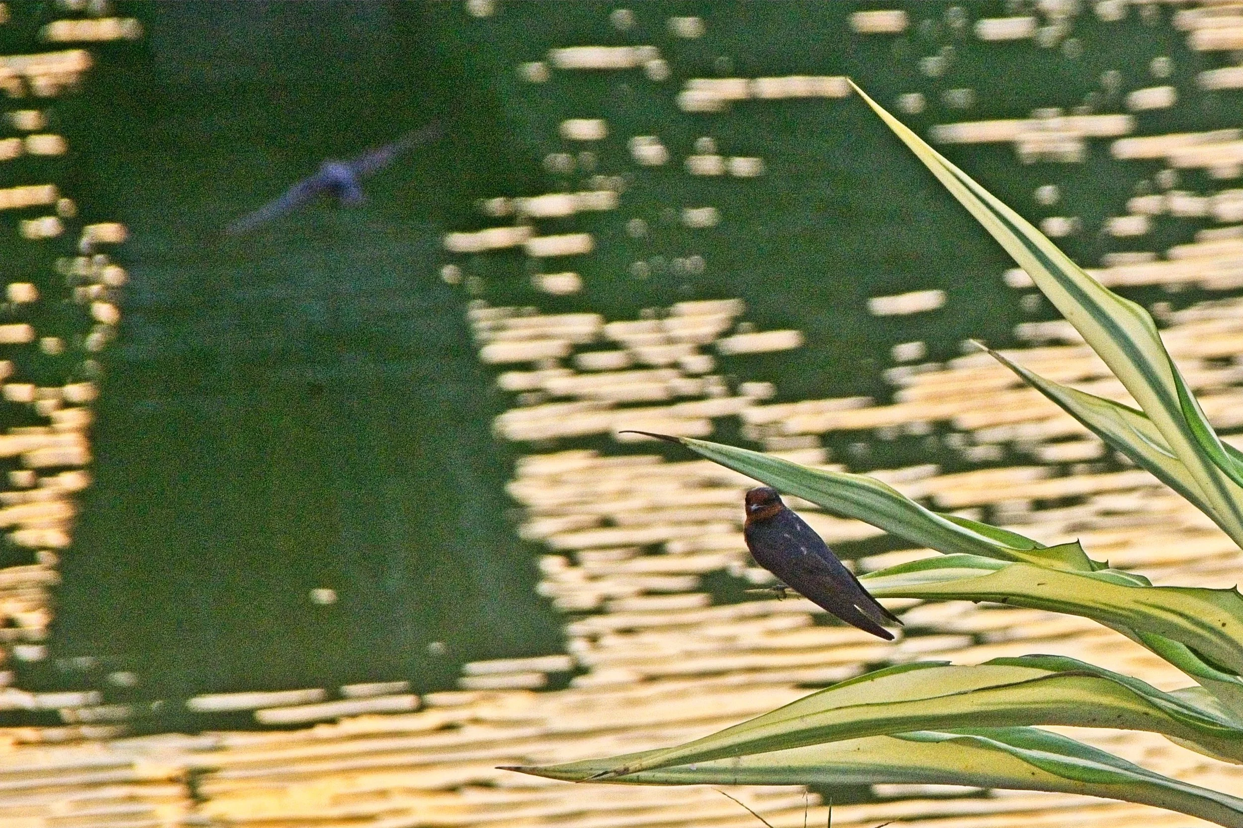 DSC_1269.jpg