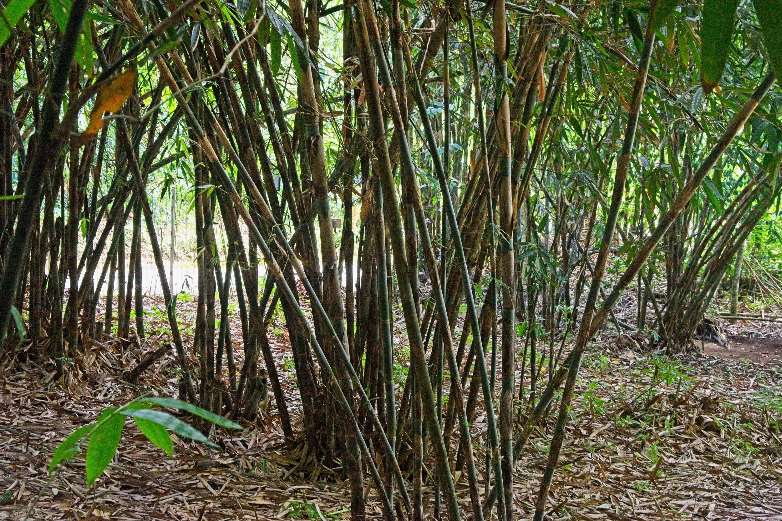 There is a bamboo forest at the top of the village