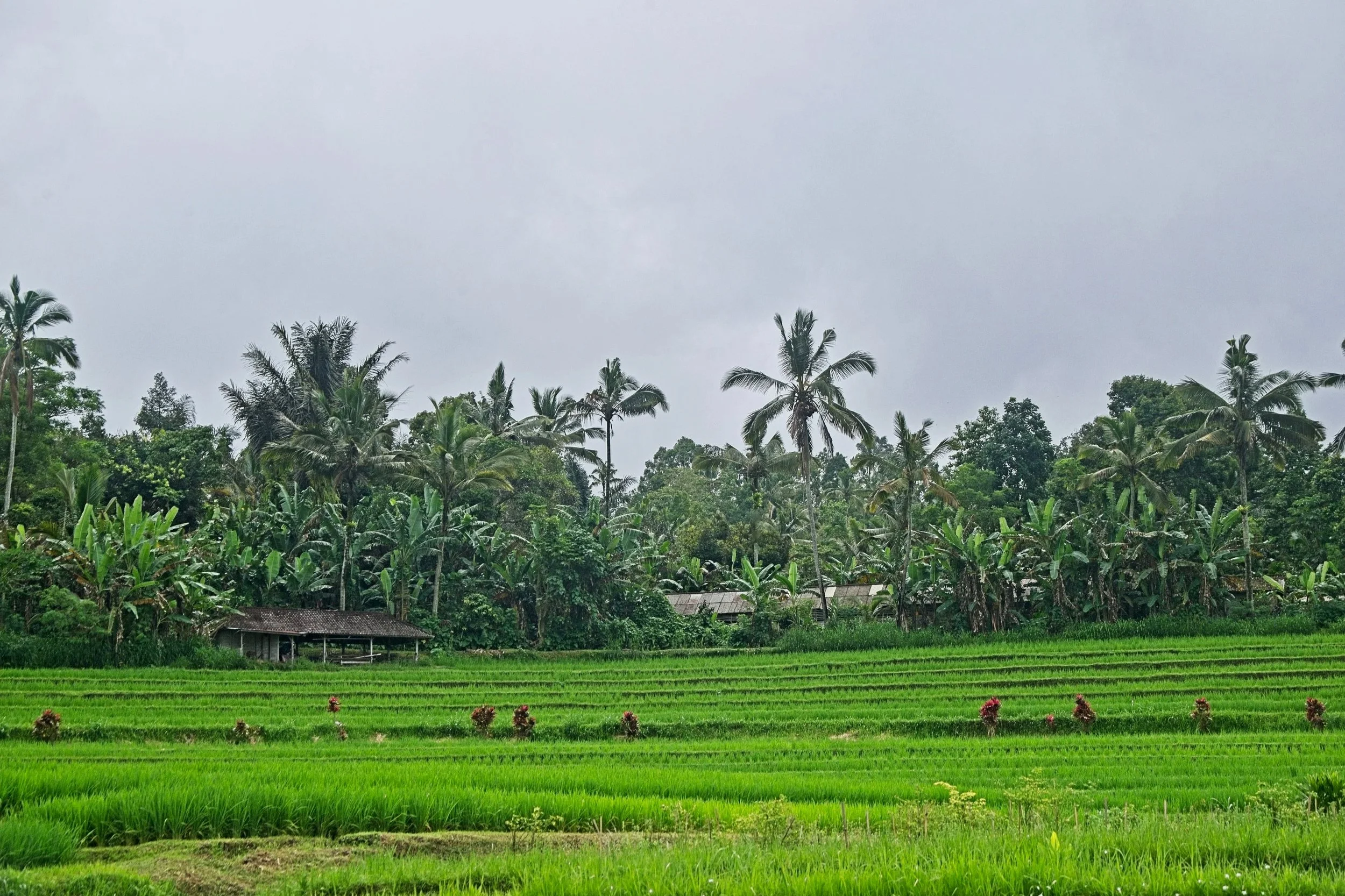 DSC_1590.jpg