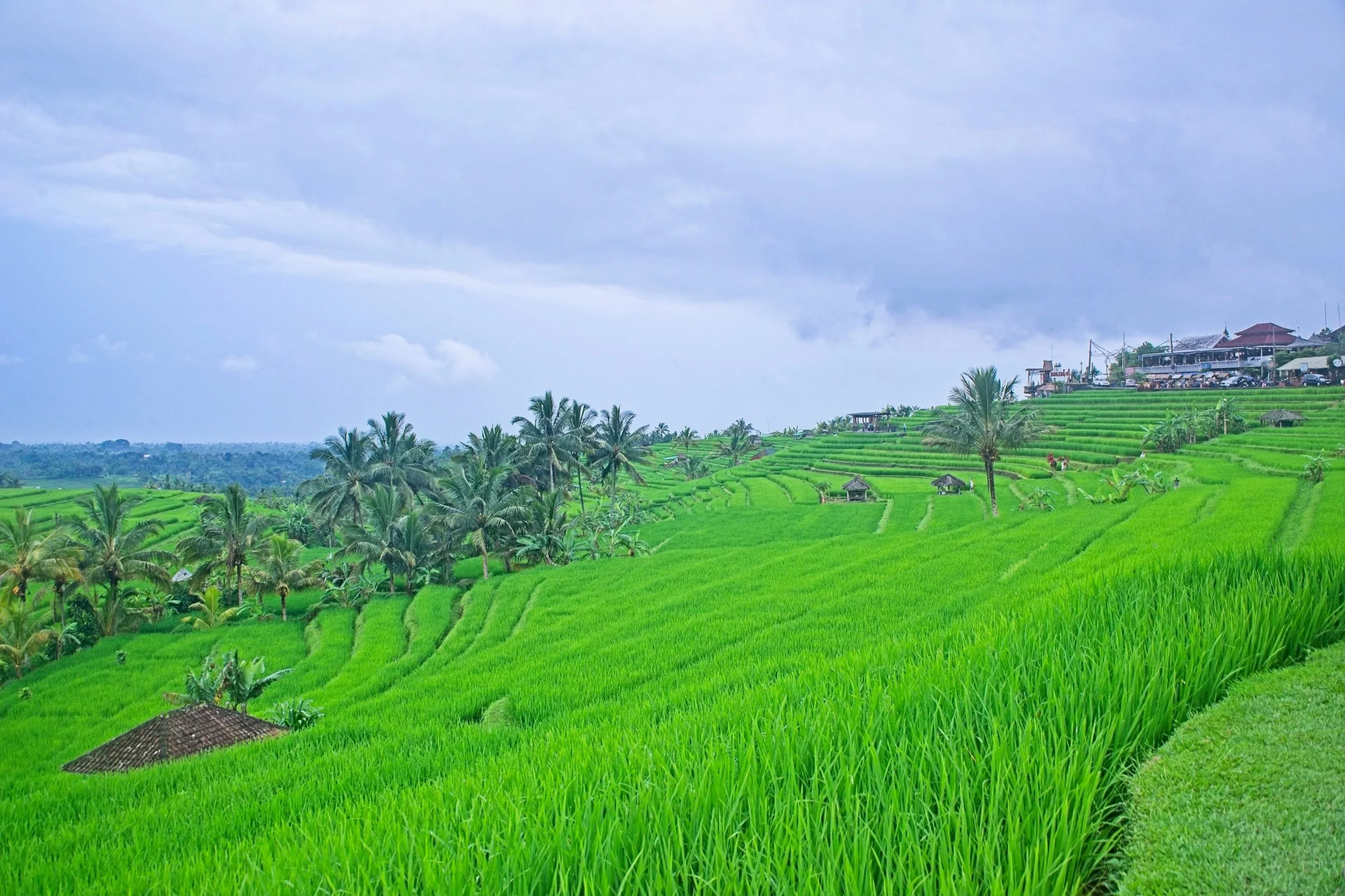 DSC_1593+1.jpg