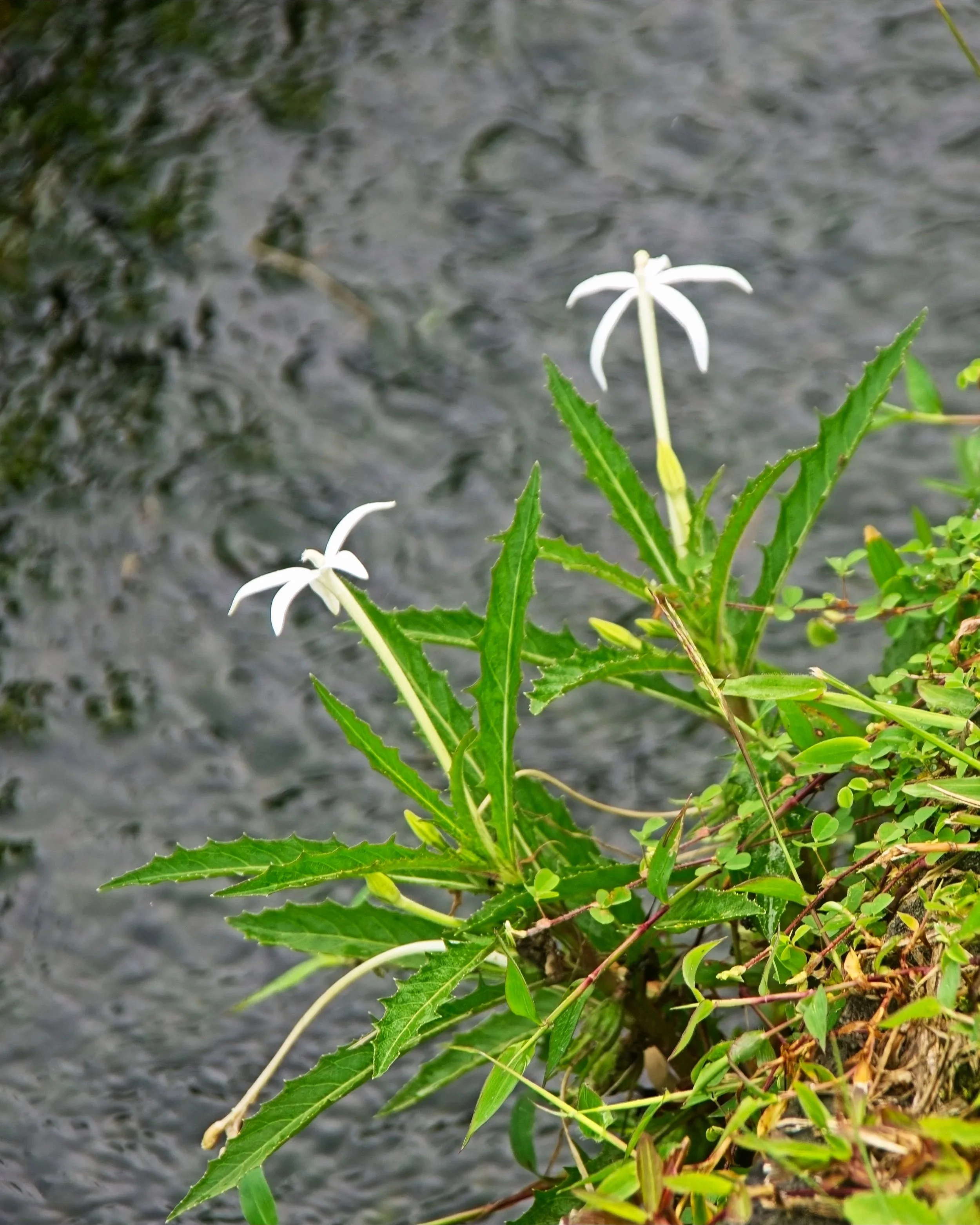 DSC_1658.jpg
