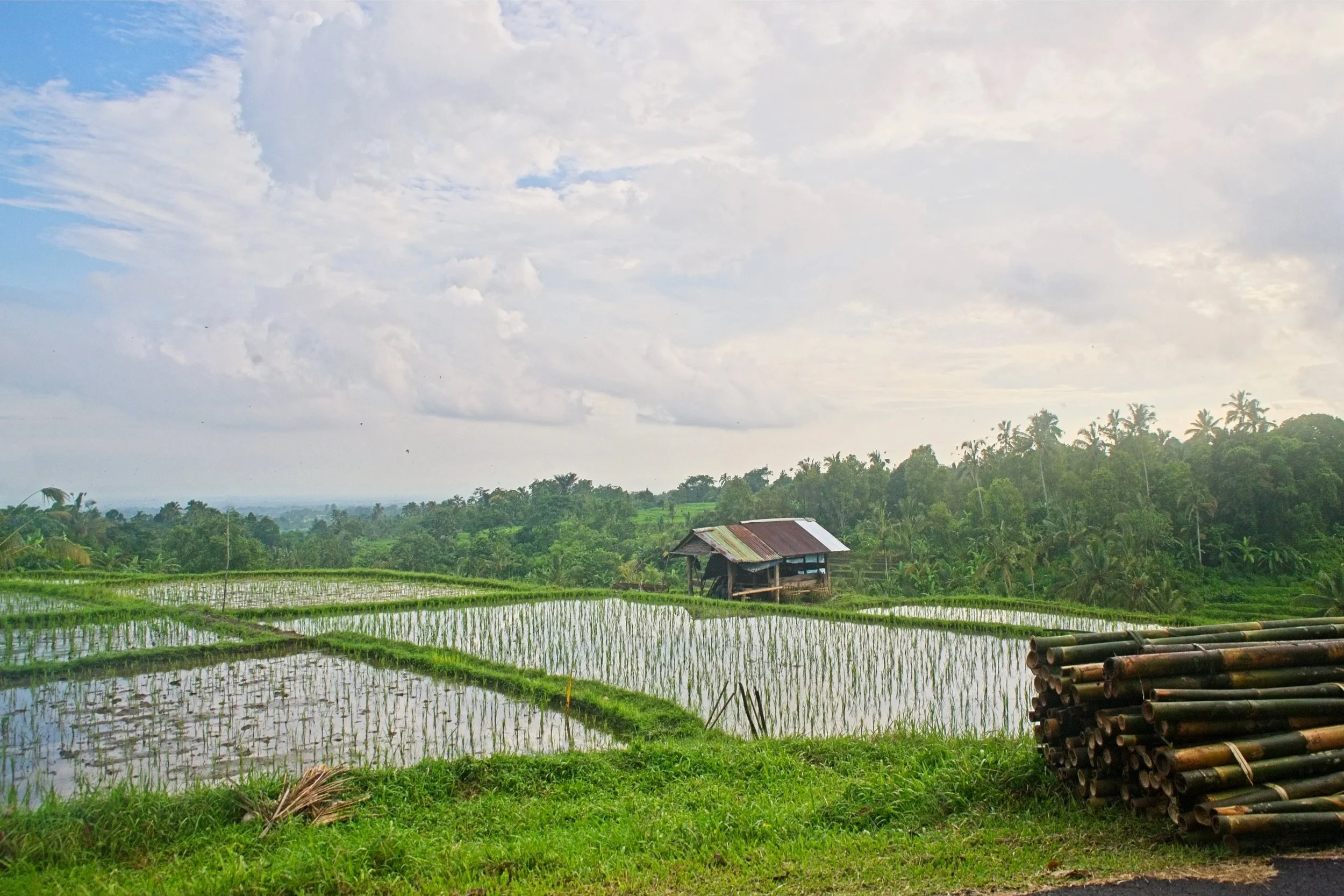 Normal Rice Paddy